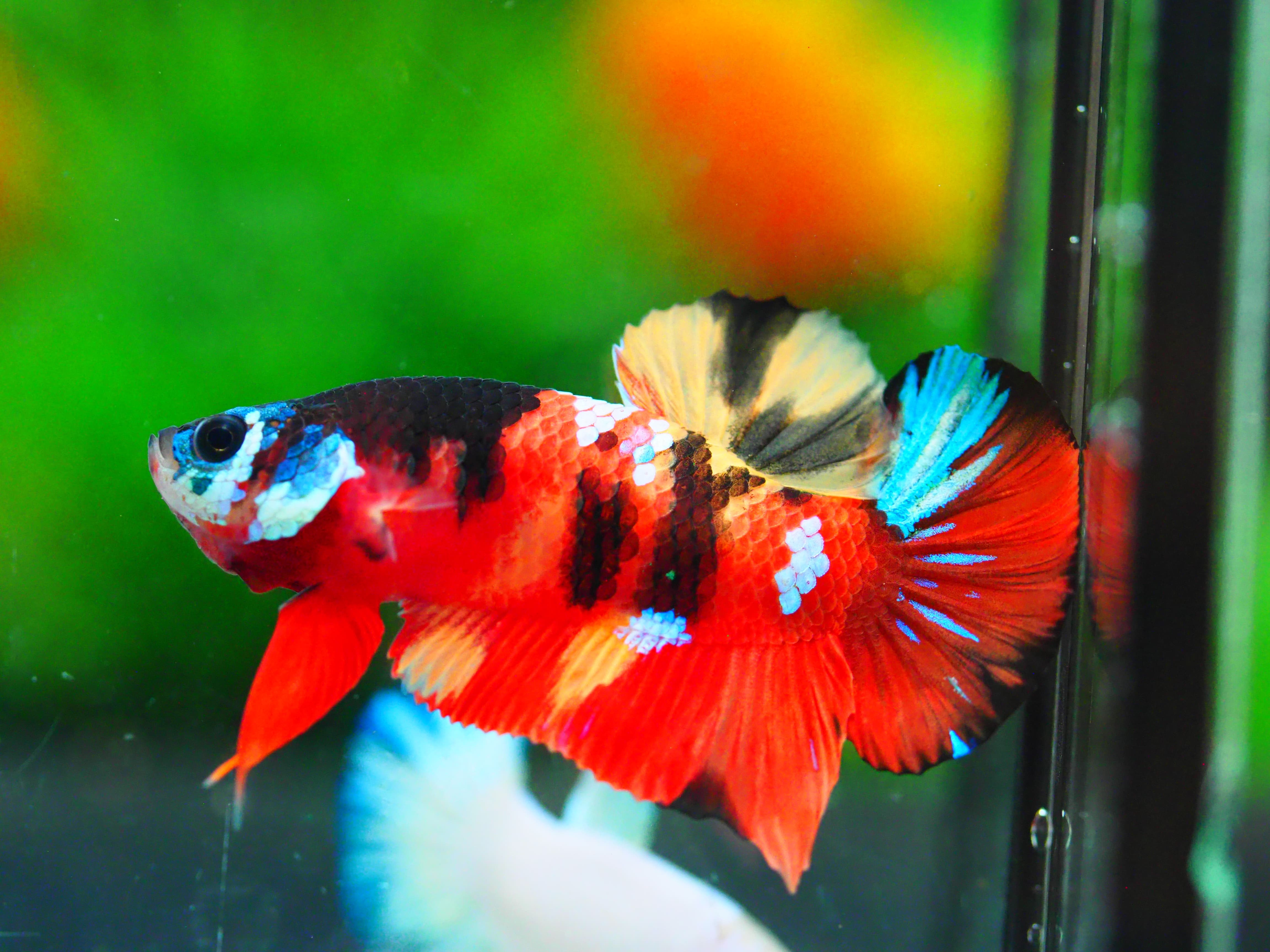 HMPK NEMO GALAXY MALE GRADE A +++