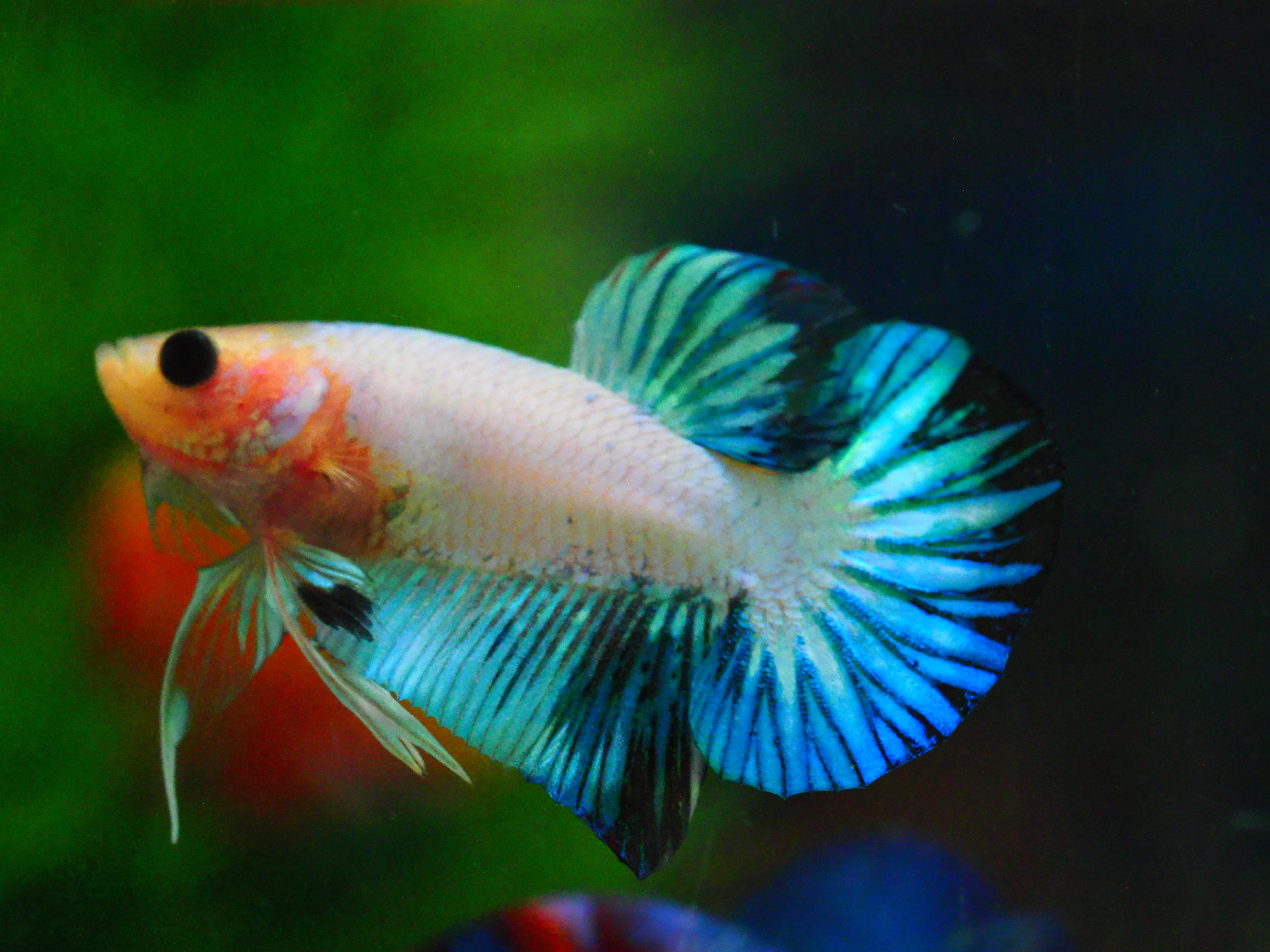 HMPK FANCY MALE GRADE A +++