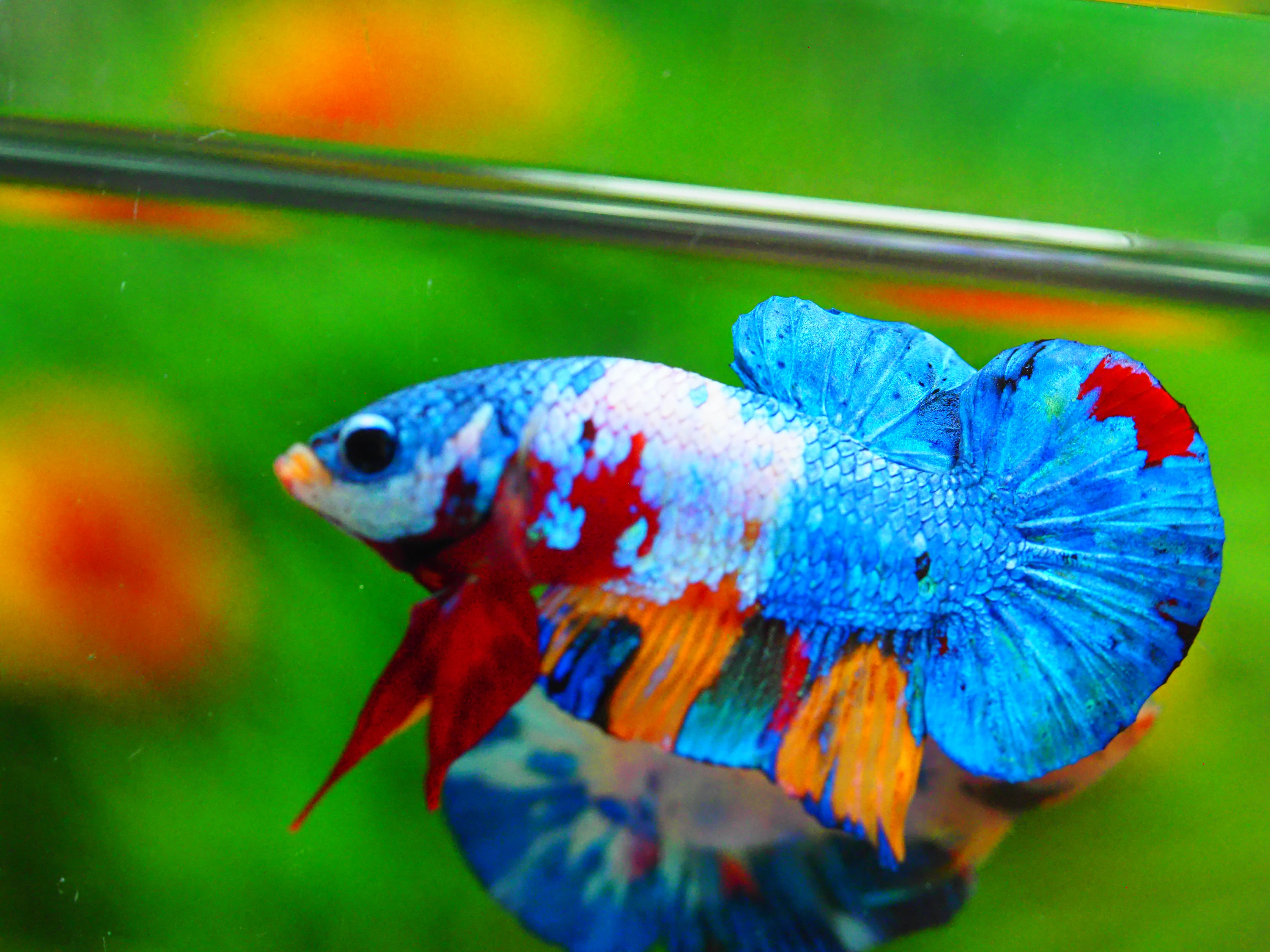 HMPK KOI GALAXY MALE GRADE A +++