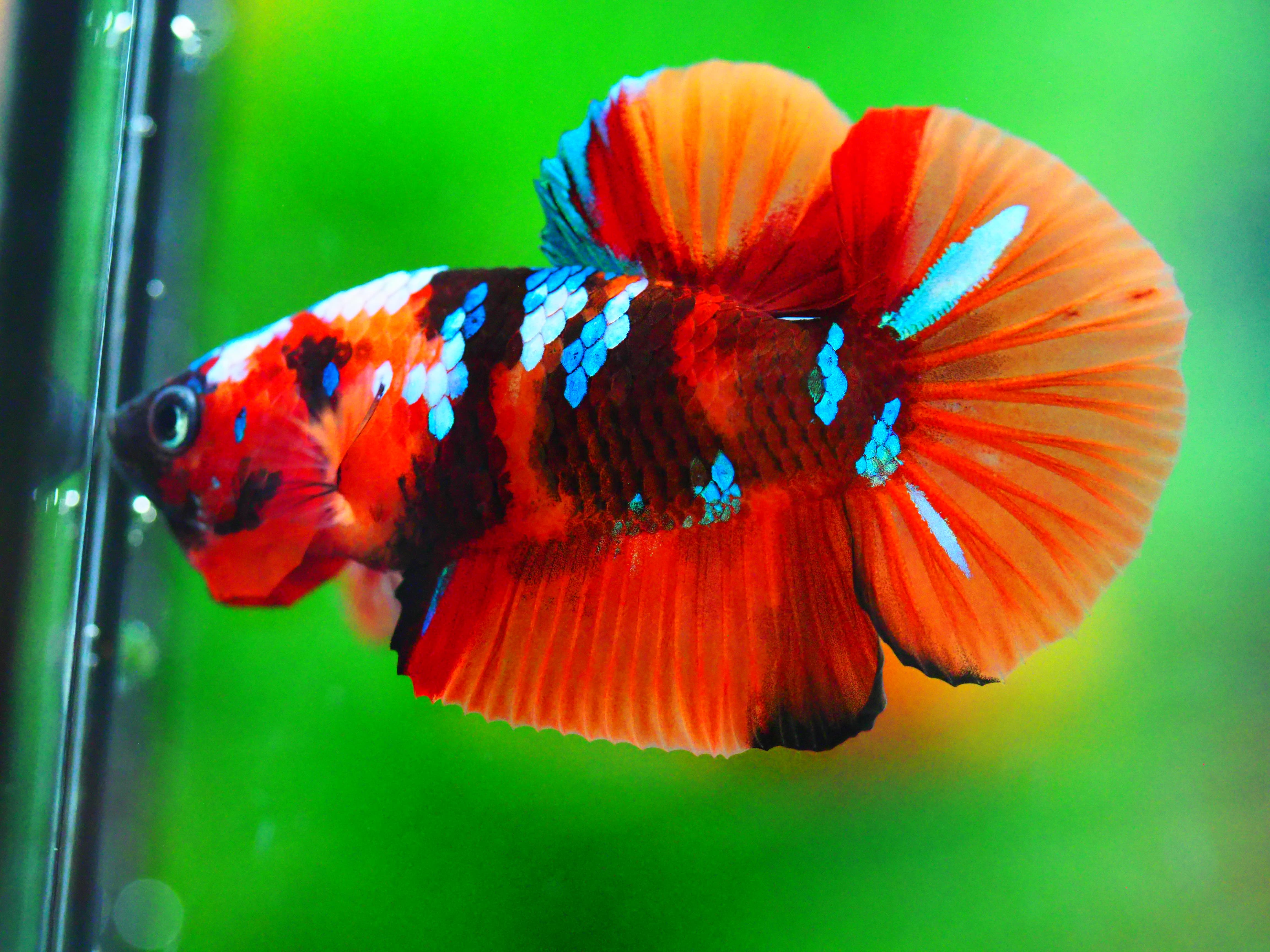 HMPK NEMO GALAXY MALE ไม่มีตะเกียบ ผลลั