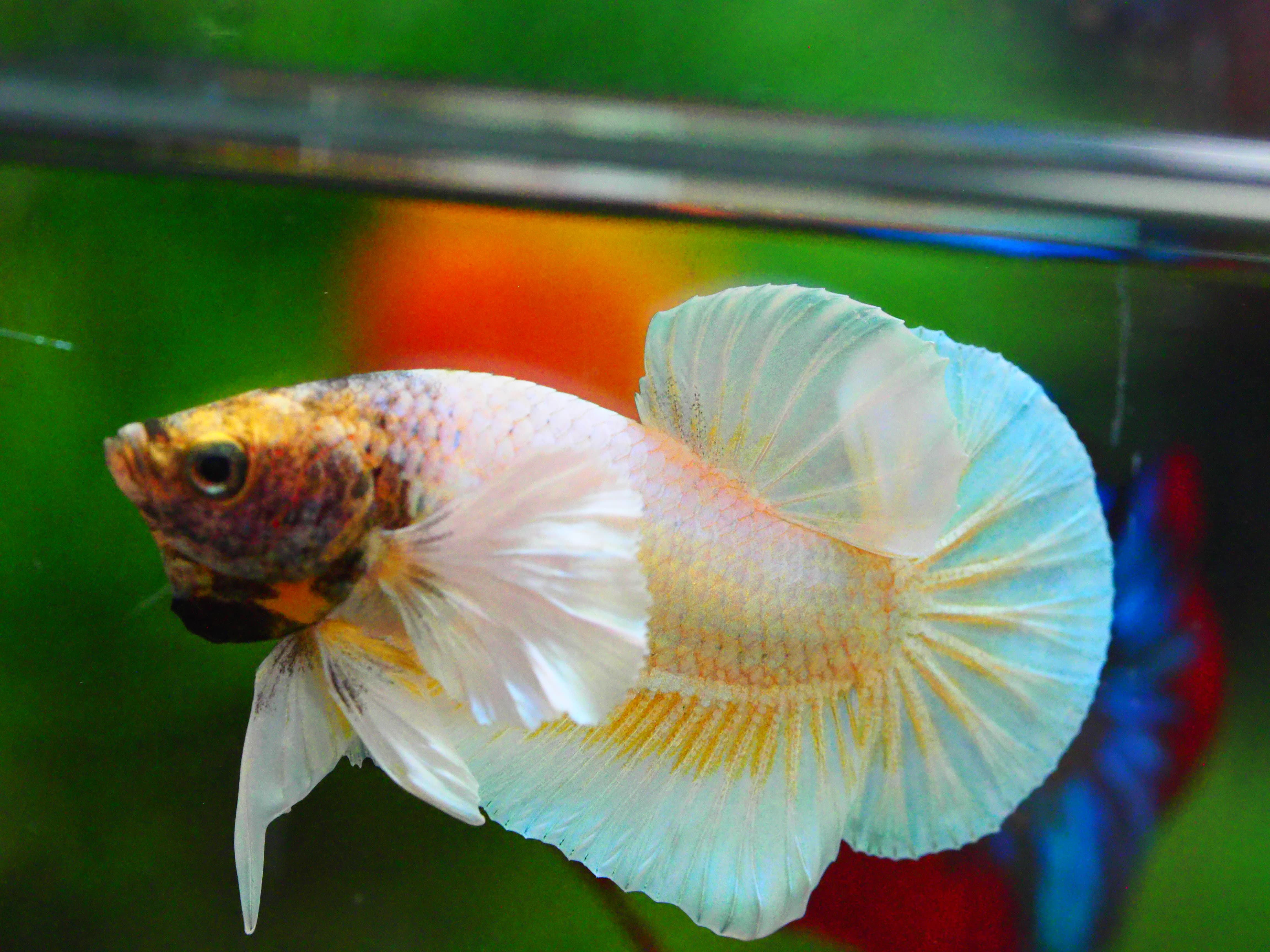 HMPK DUMBO MALE GRADE A +++