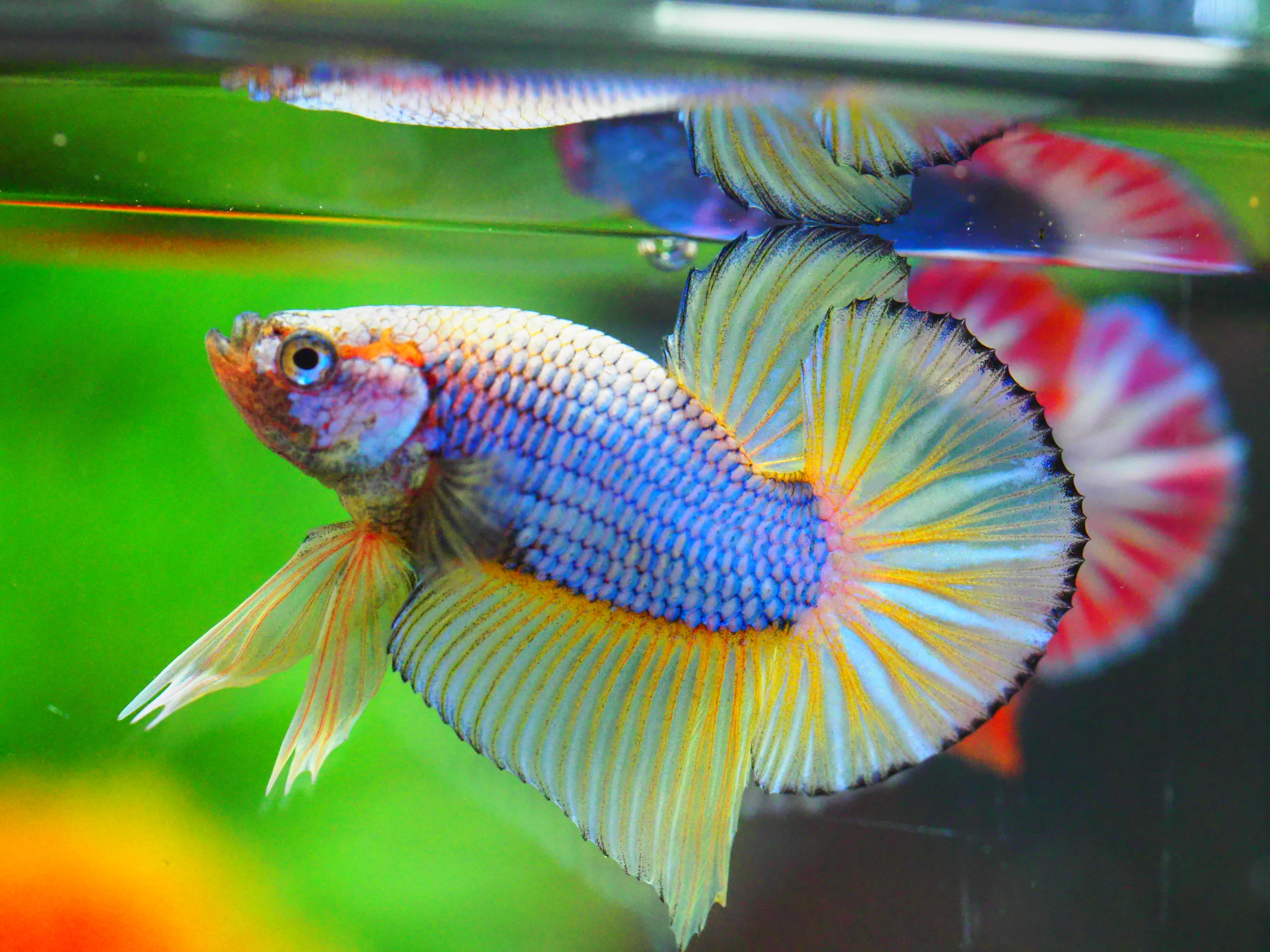 HMPK FANCY MALE GRADE A +++