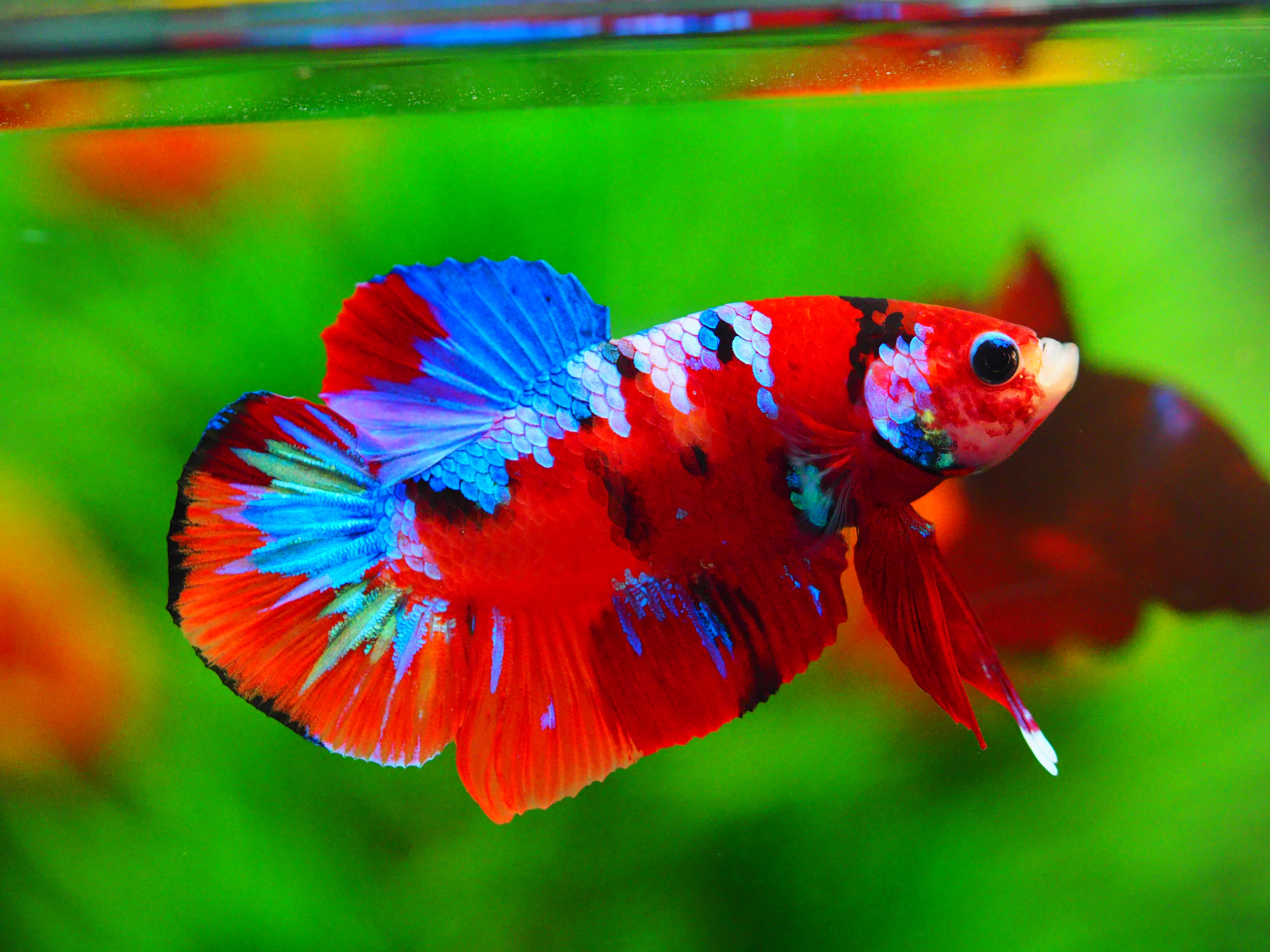 HMPK KOI GALAXY MALE GRADE A+