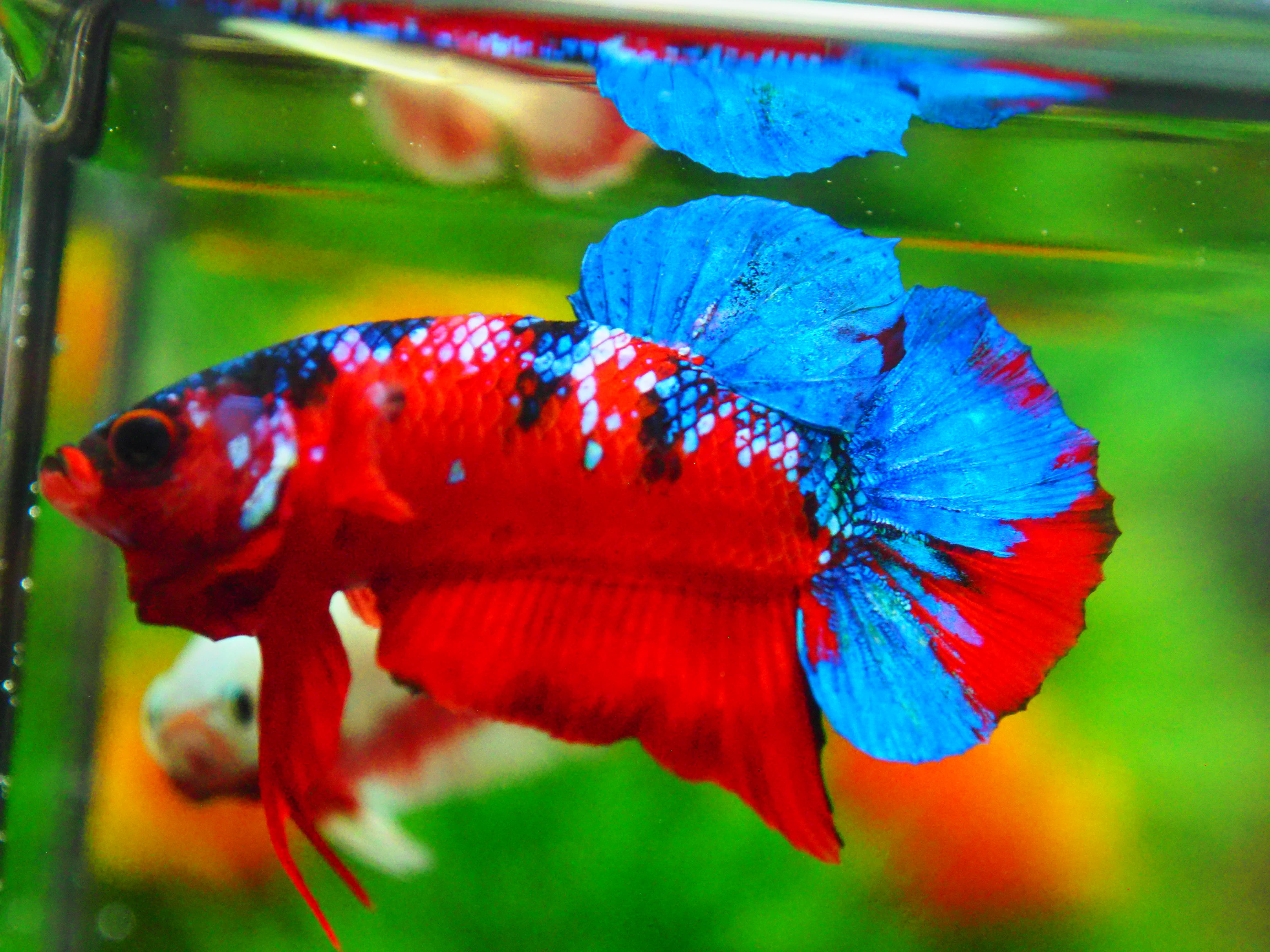 HMPK KOI GALAXY MALE GRADE A +++