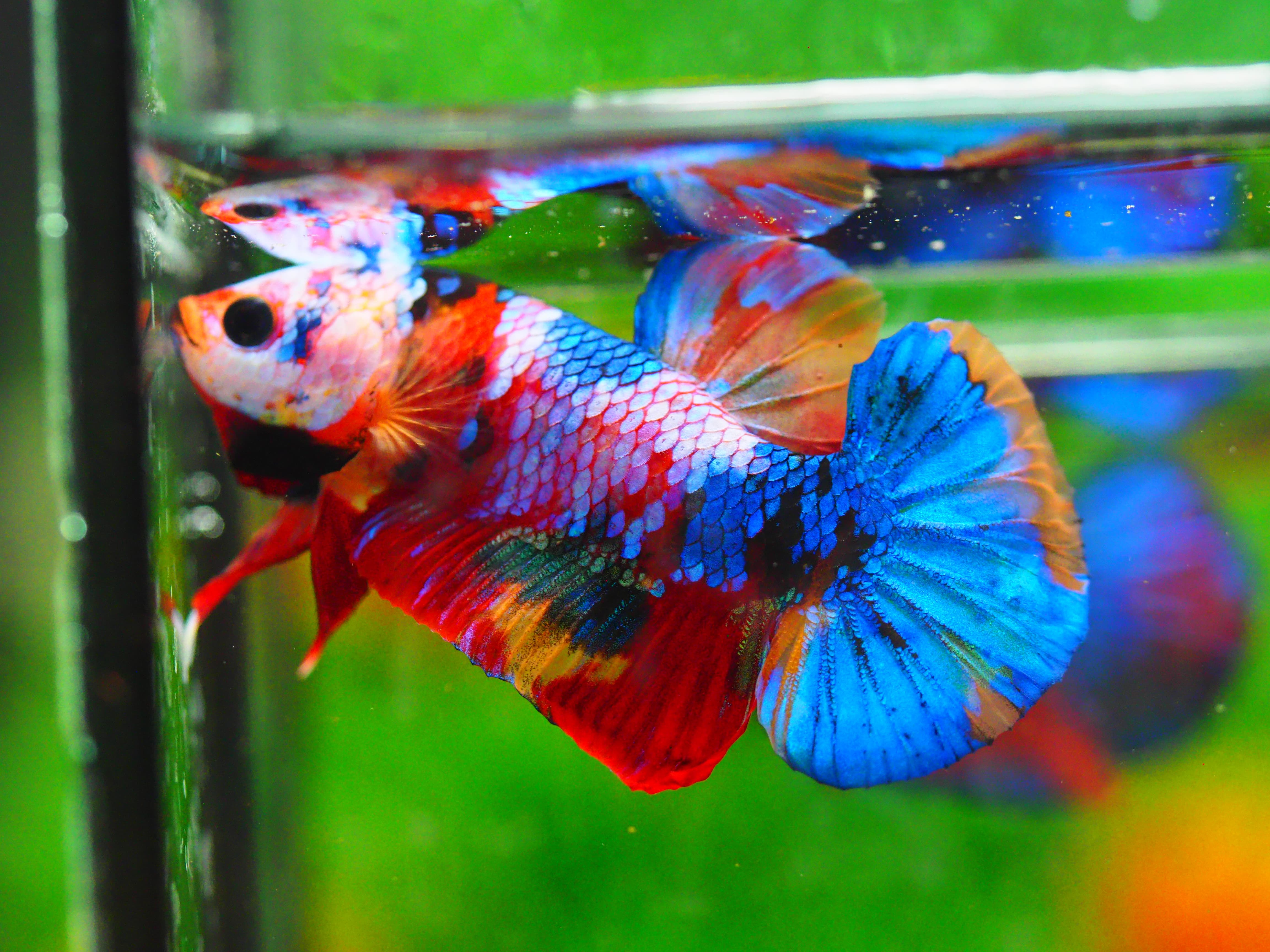 HMPK NEMO GALAXY MALE GRADE A +++