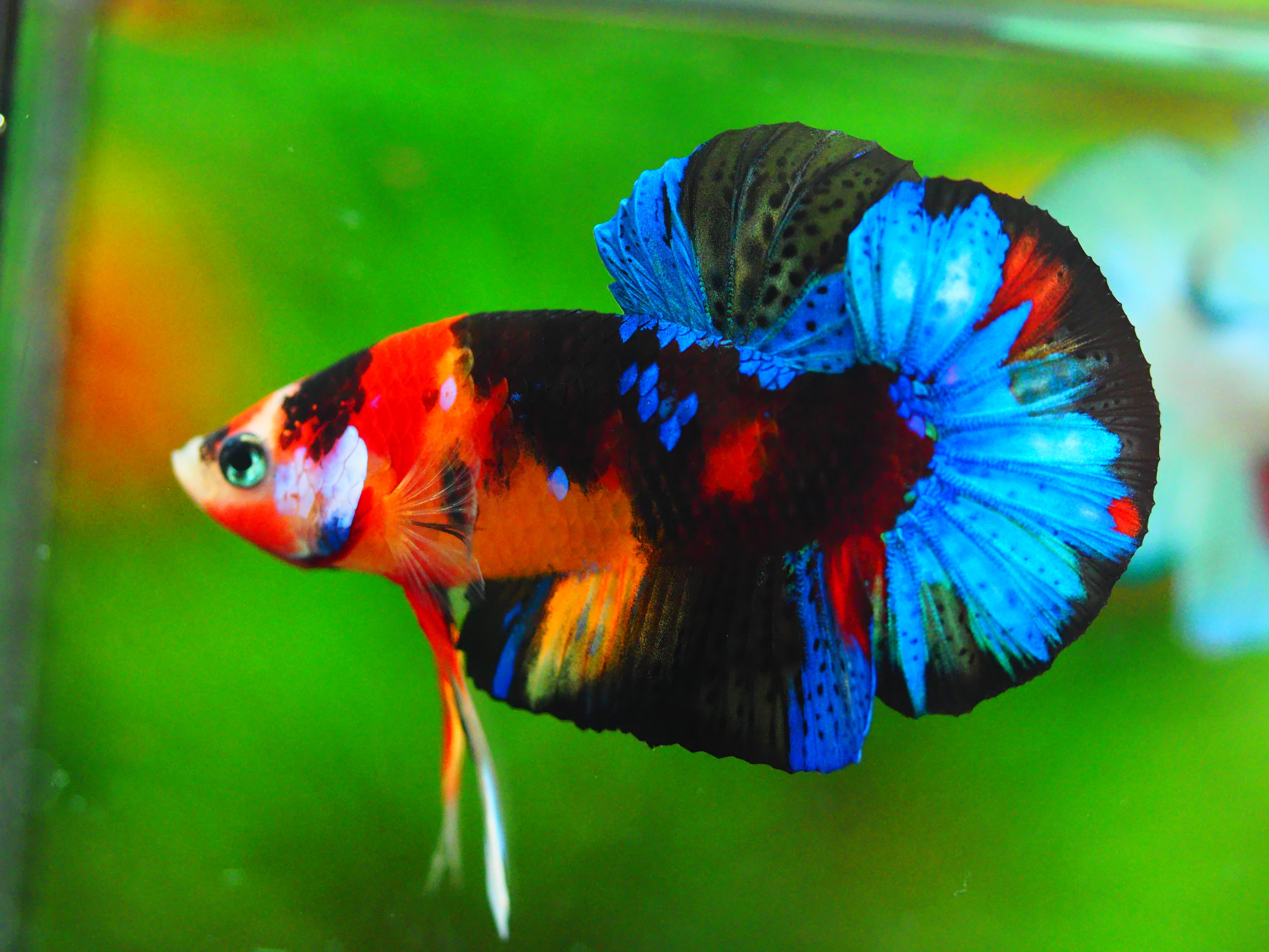 HMPK NEMO GALAXY MALE GRADE A +++