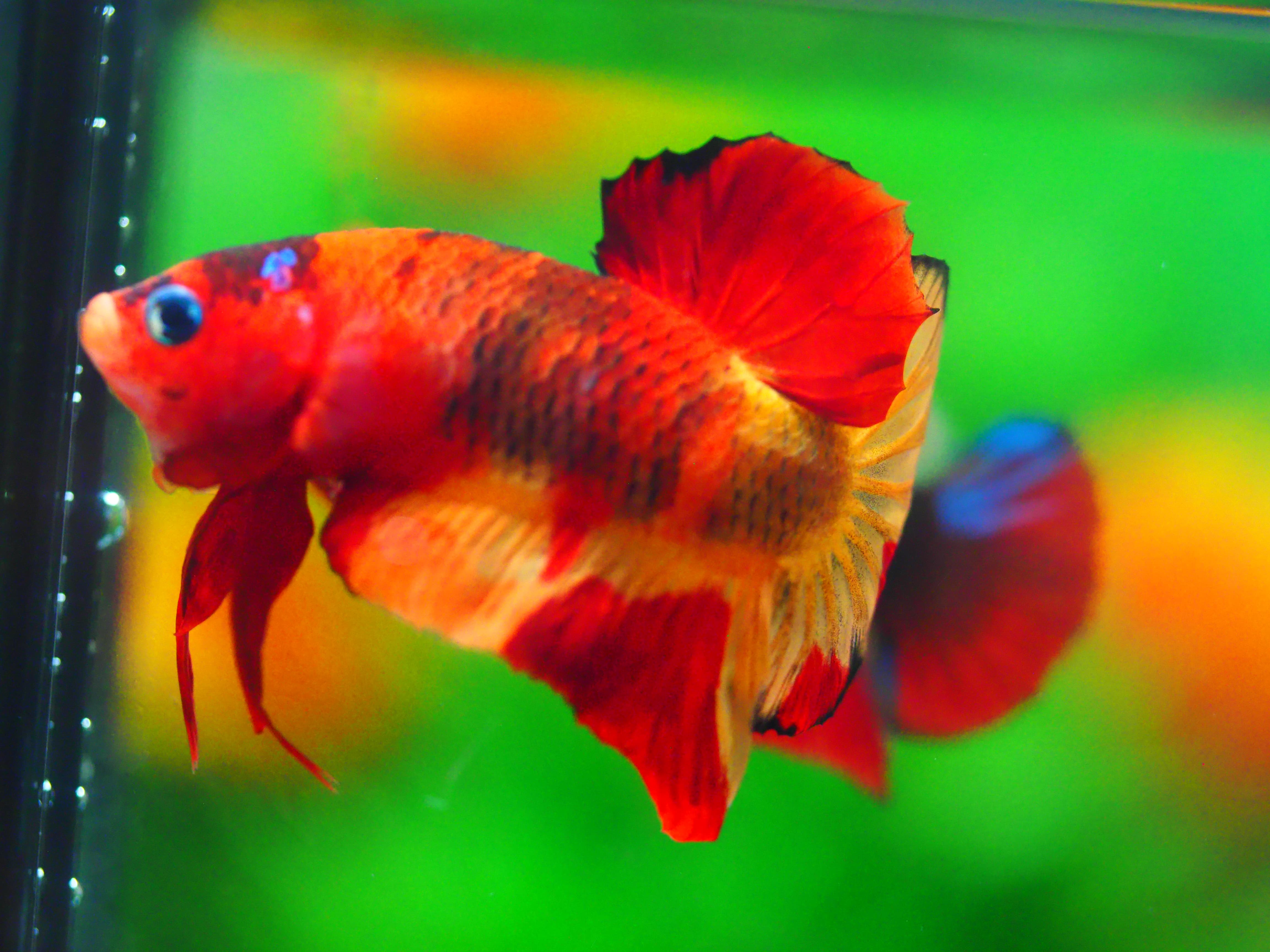 HMPK NEMO MALE GRADE A +++