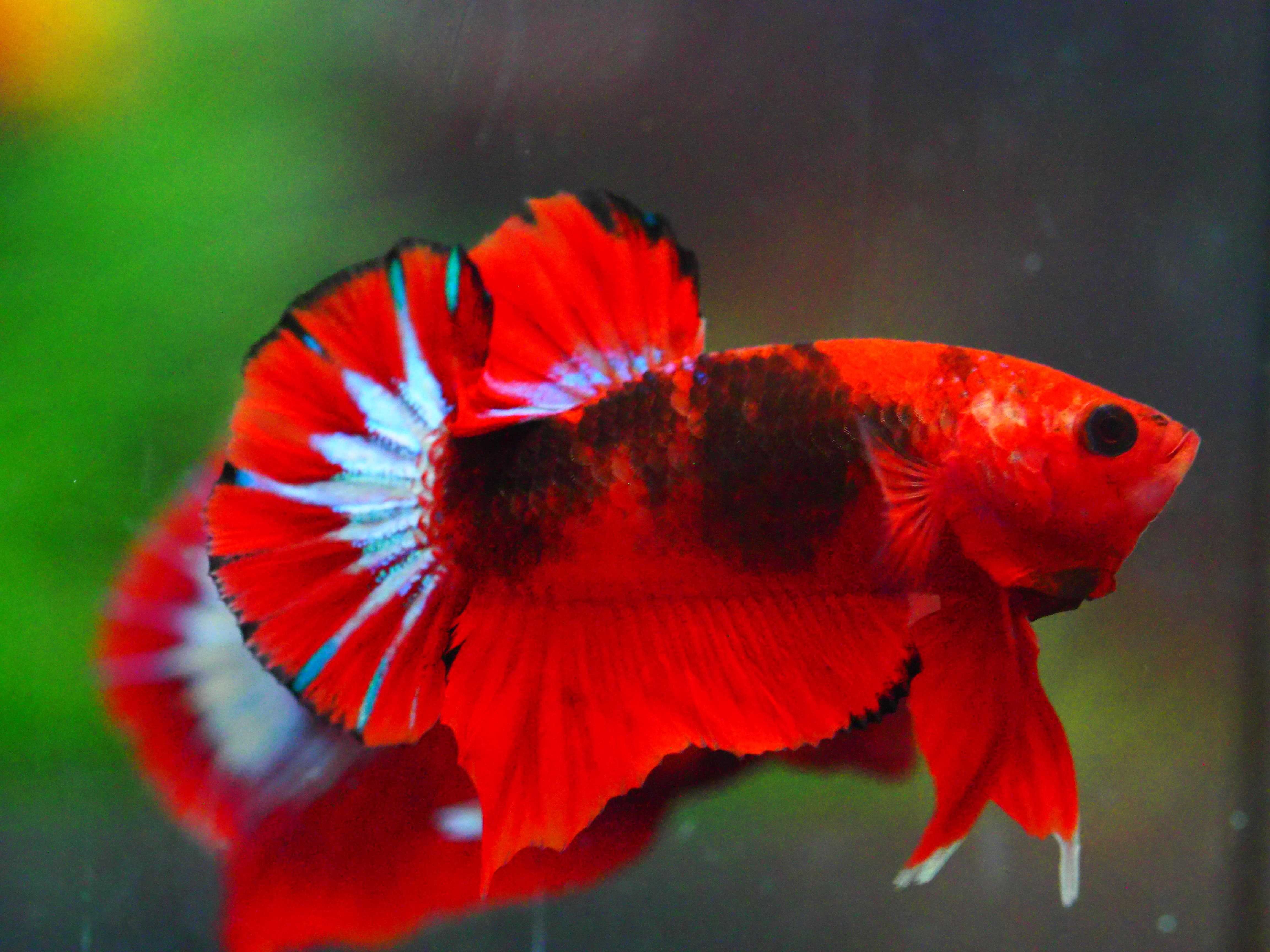 HMPK FANCY MALE GRADE A +++