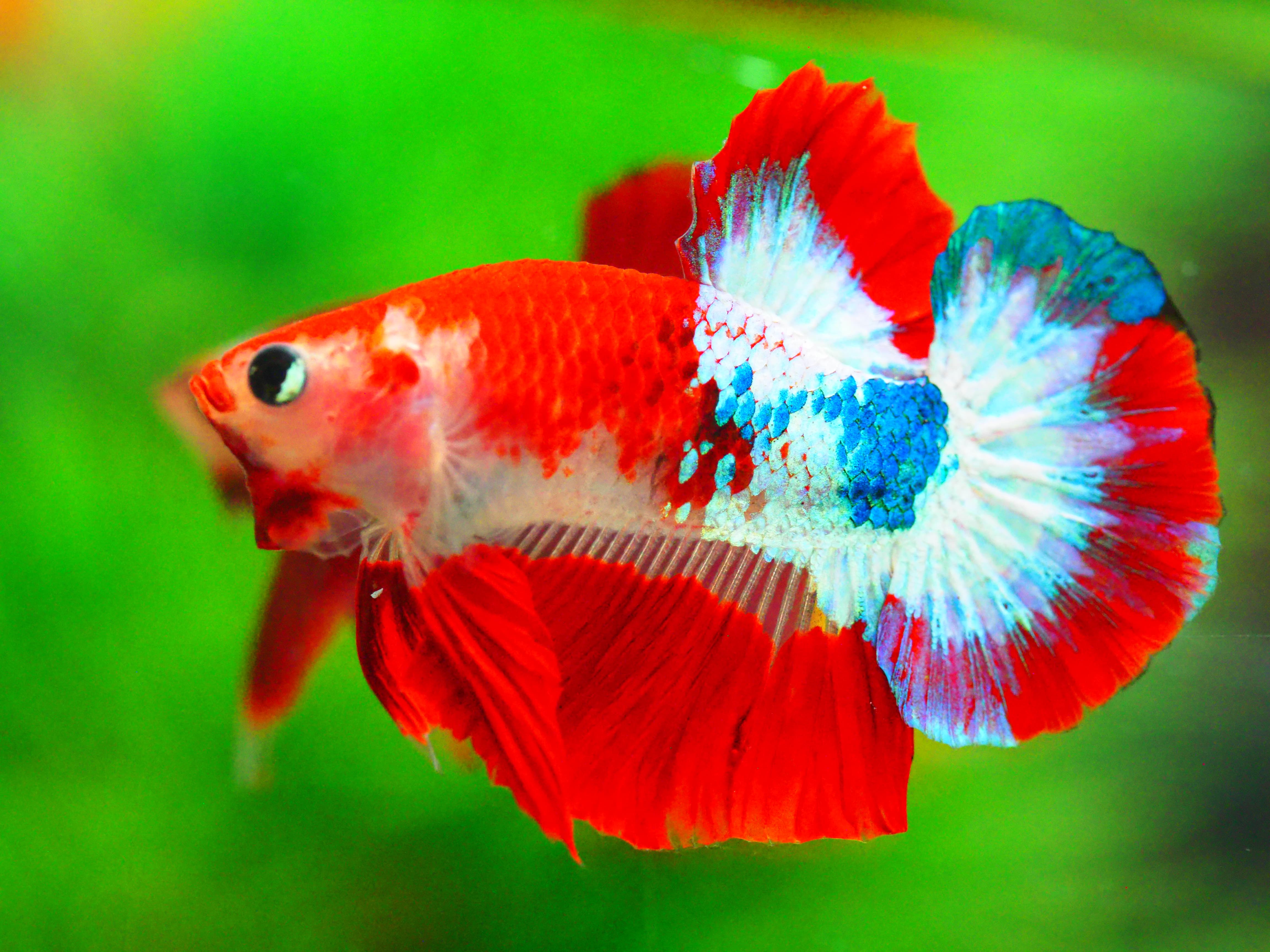 HMPK FANCY MALE GRADE A +++