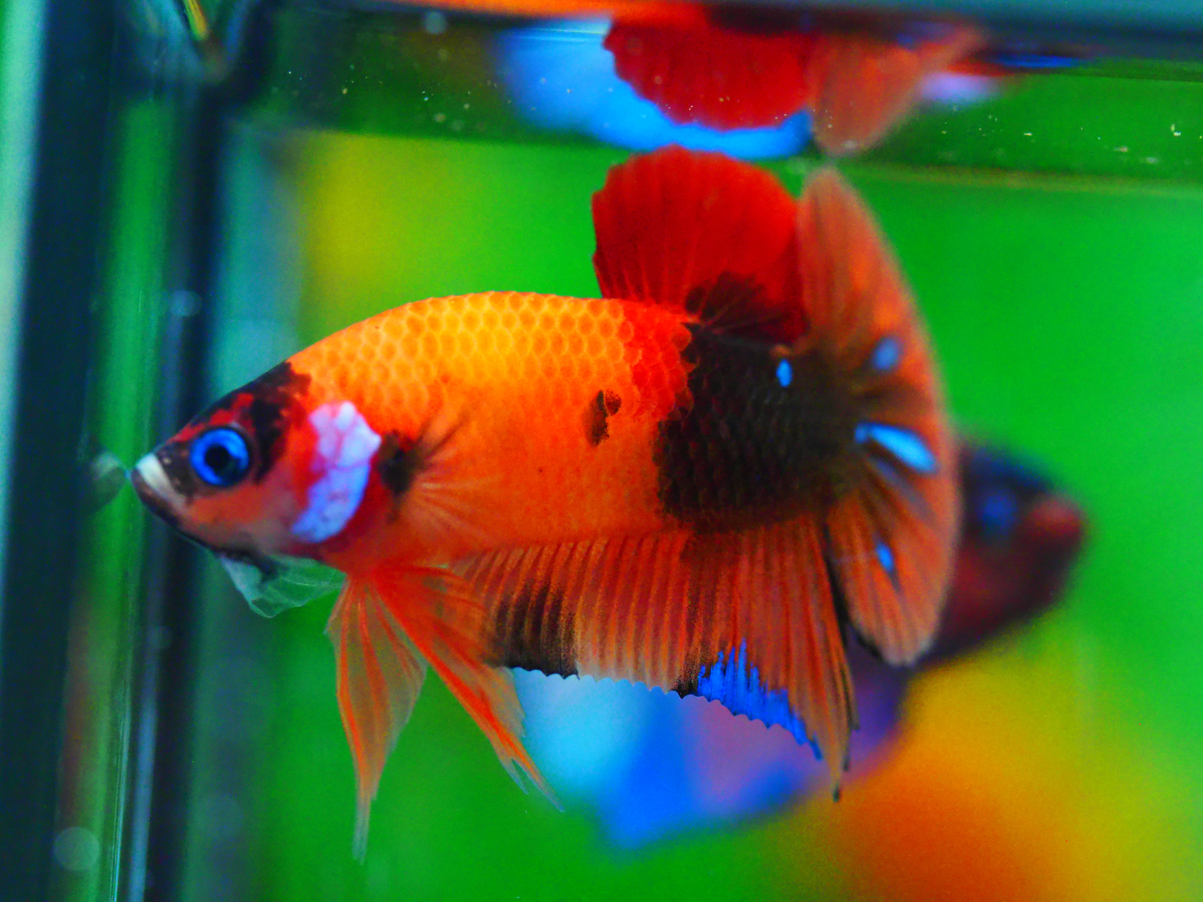 HMPK NEMO GALAXY MALE GRADE A +++