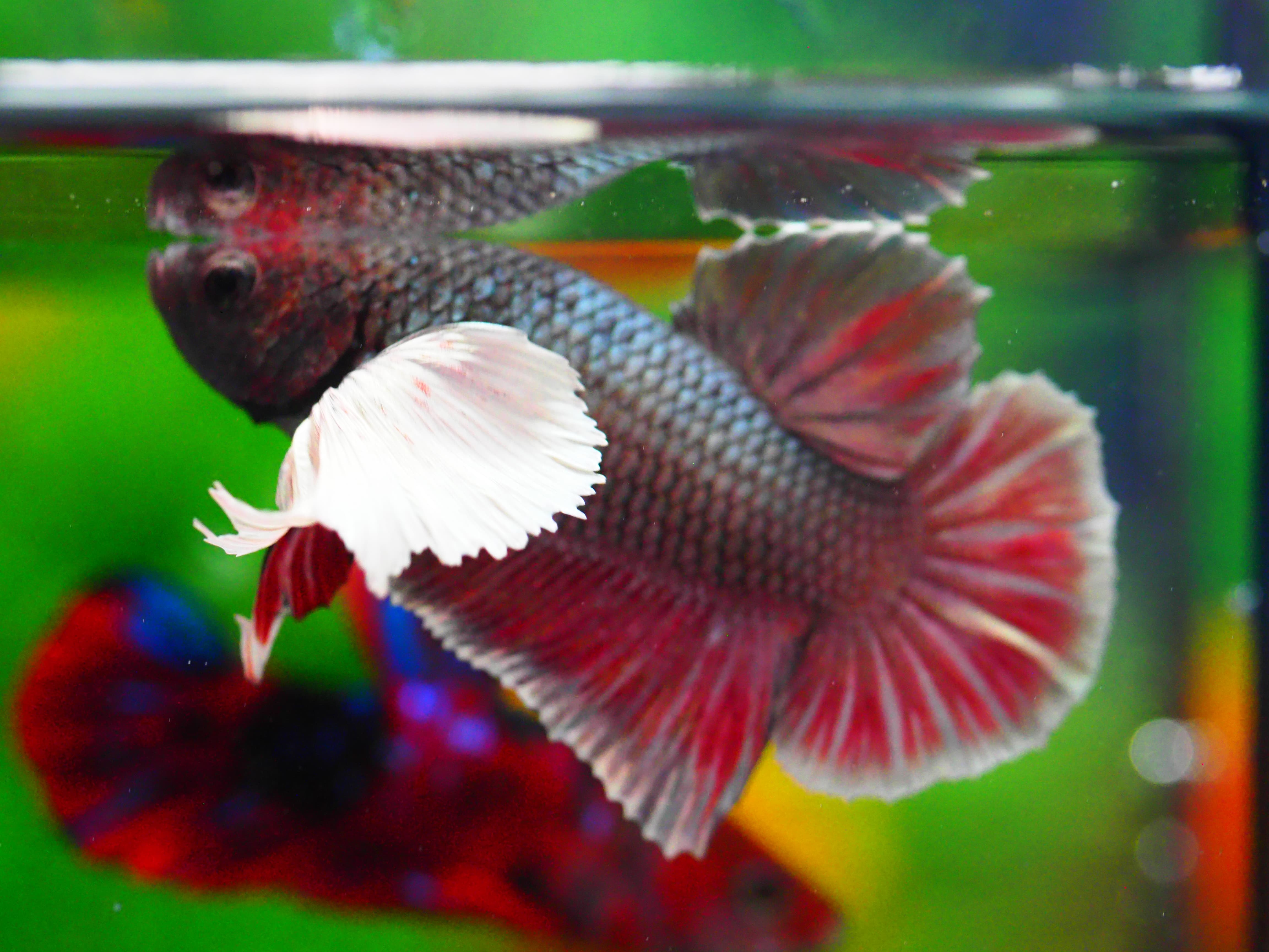 HMPK DUMBO MALE GRADE A +++