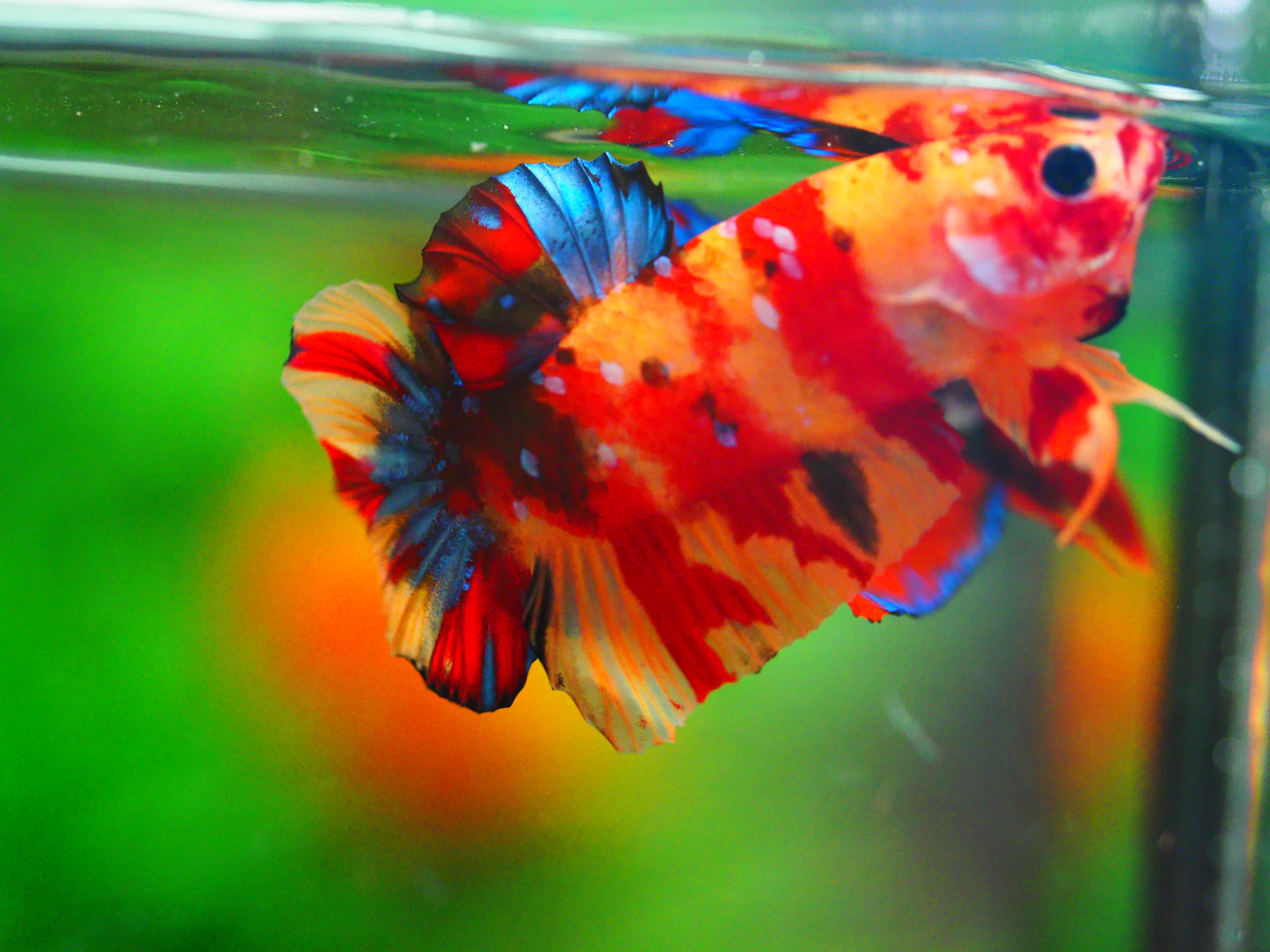 HMPK NEMO MALE GRADE A +++