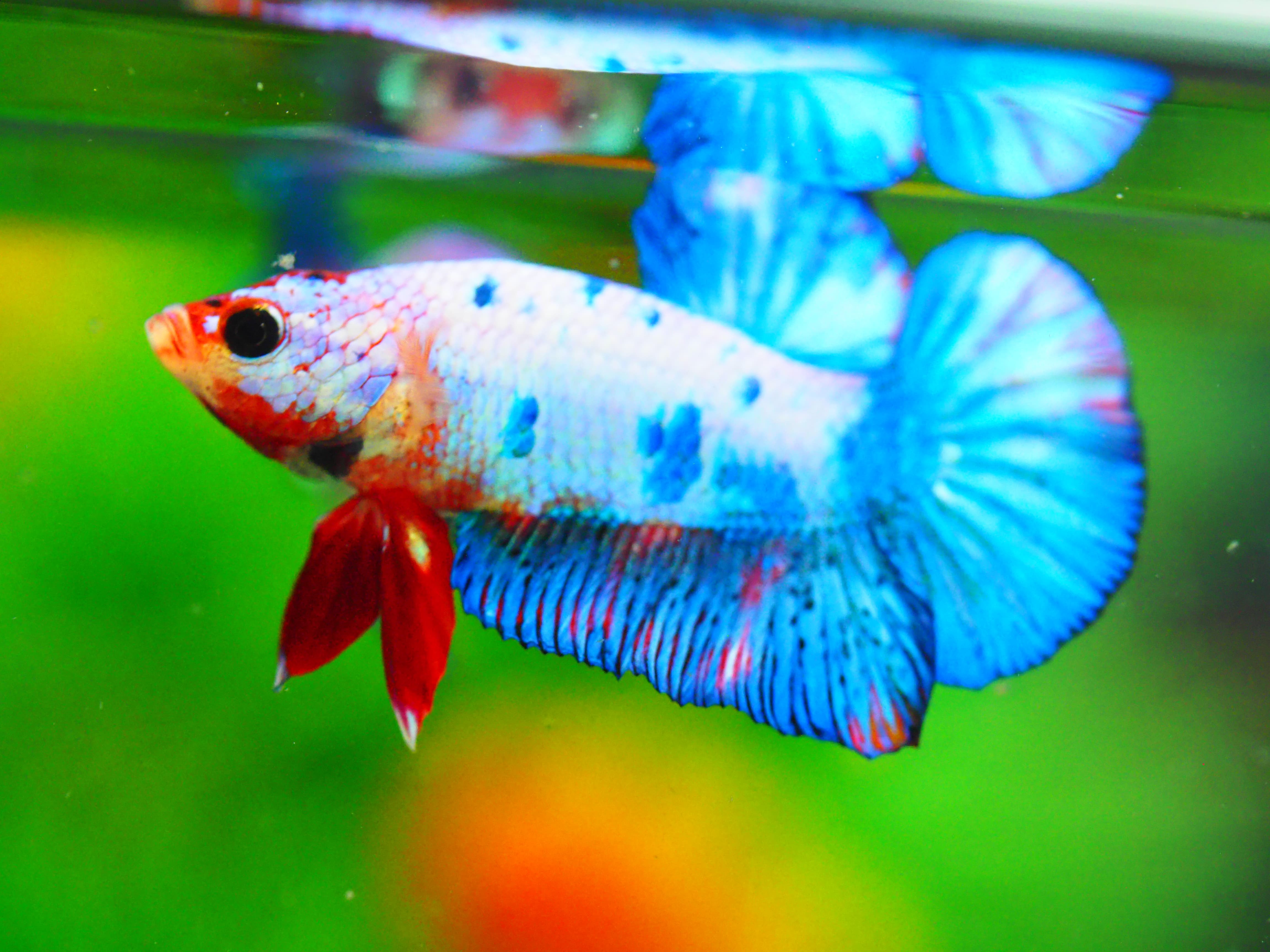 HMPK KOI FANCY MALE GRADE A +++