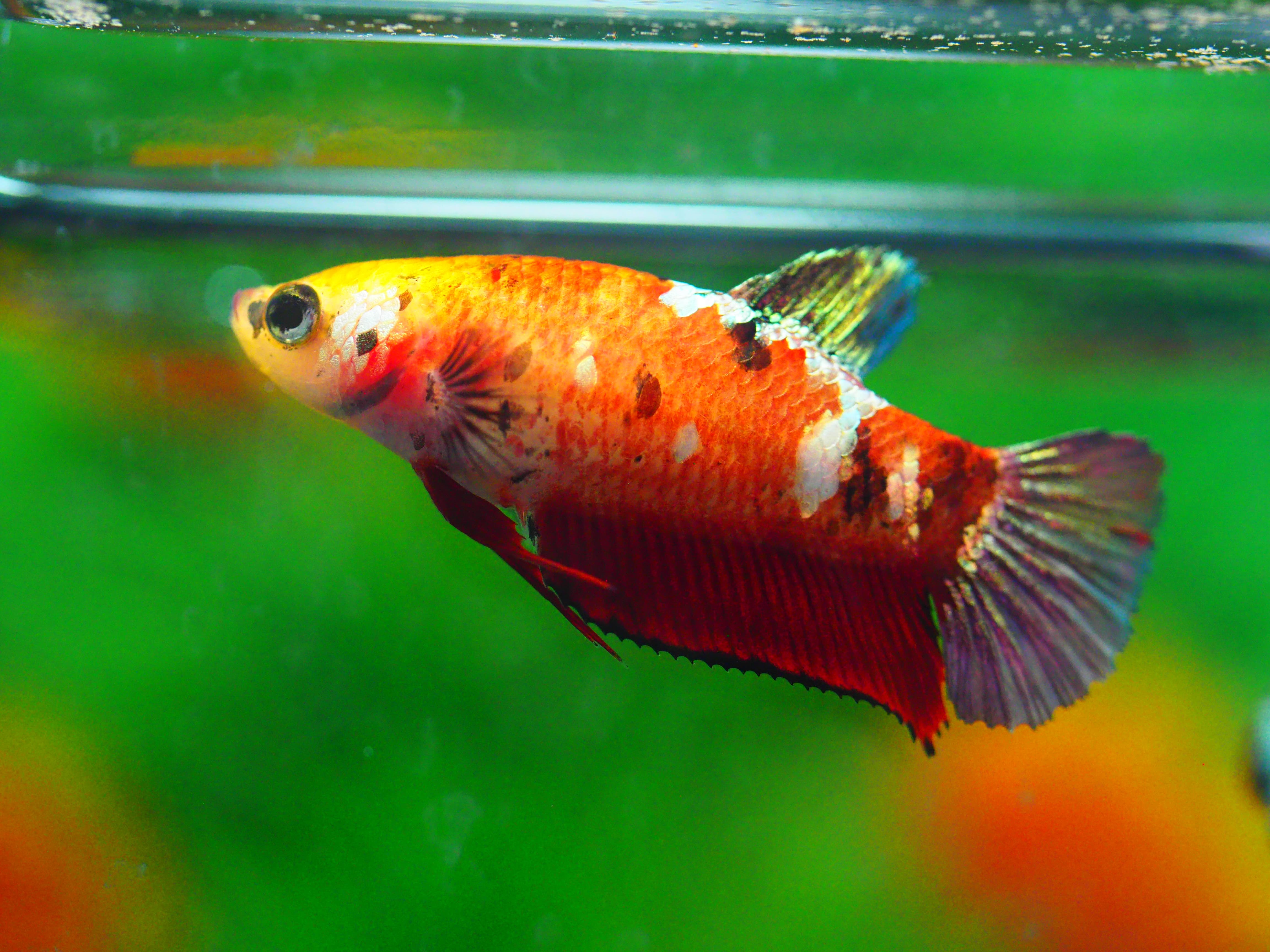 HMPK KOI GALAXY FNMALE GRADE A +++