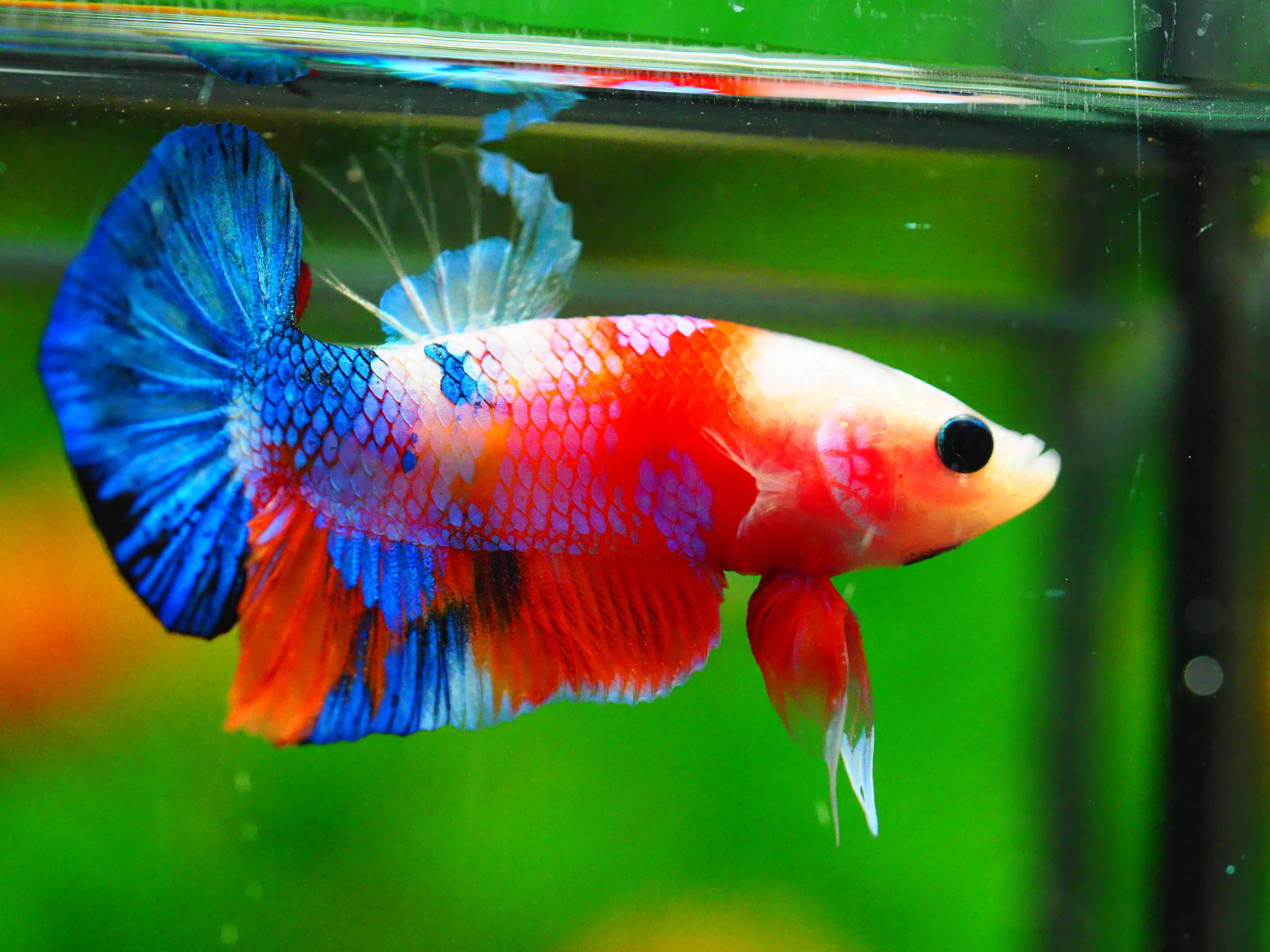 HMPK KOI GALAXY MALE GRADE A +++