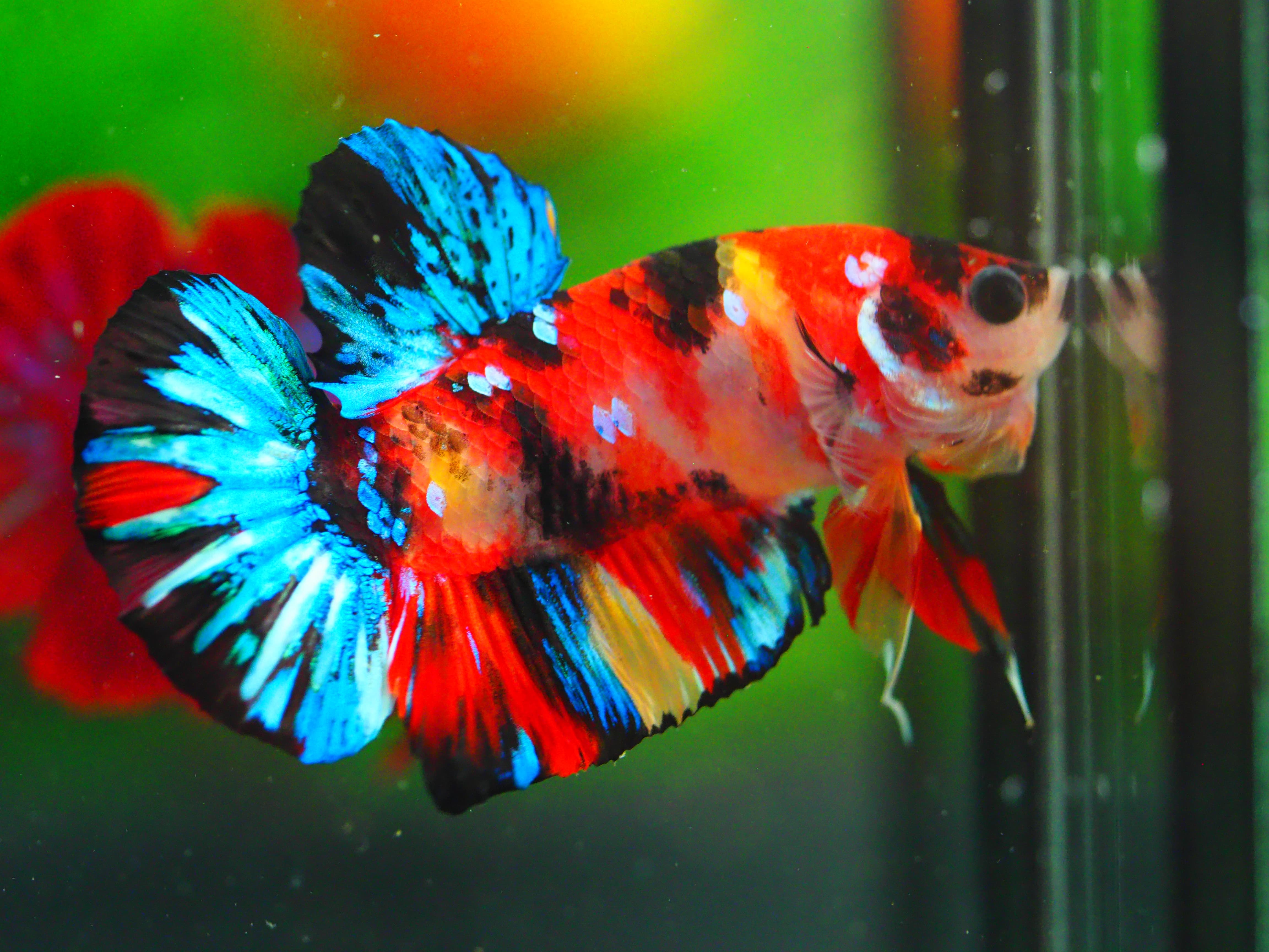 HMPK NEMO GALAXY MALE GRADE A +++