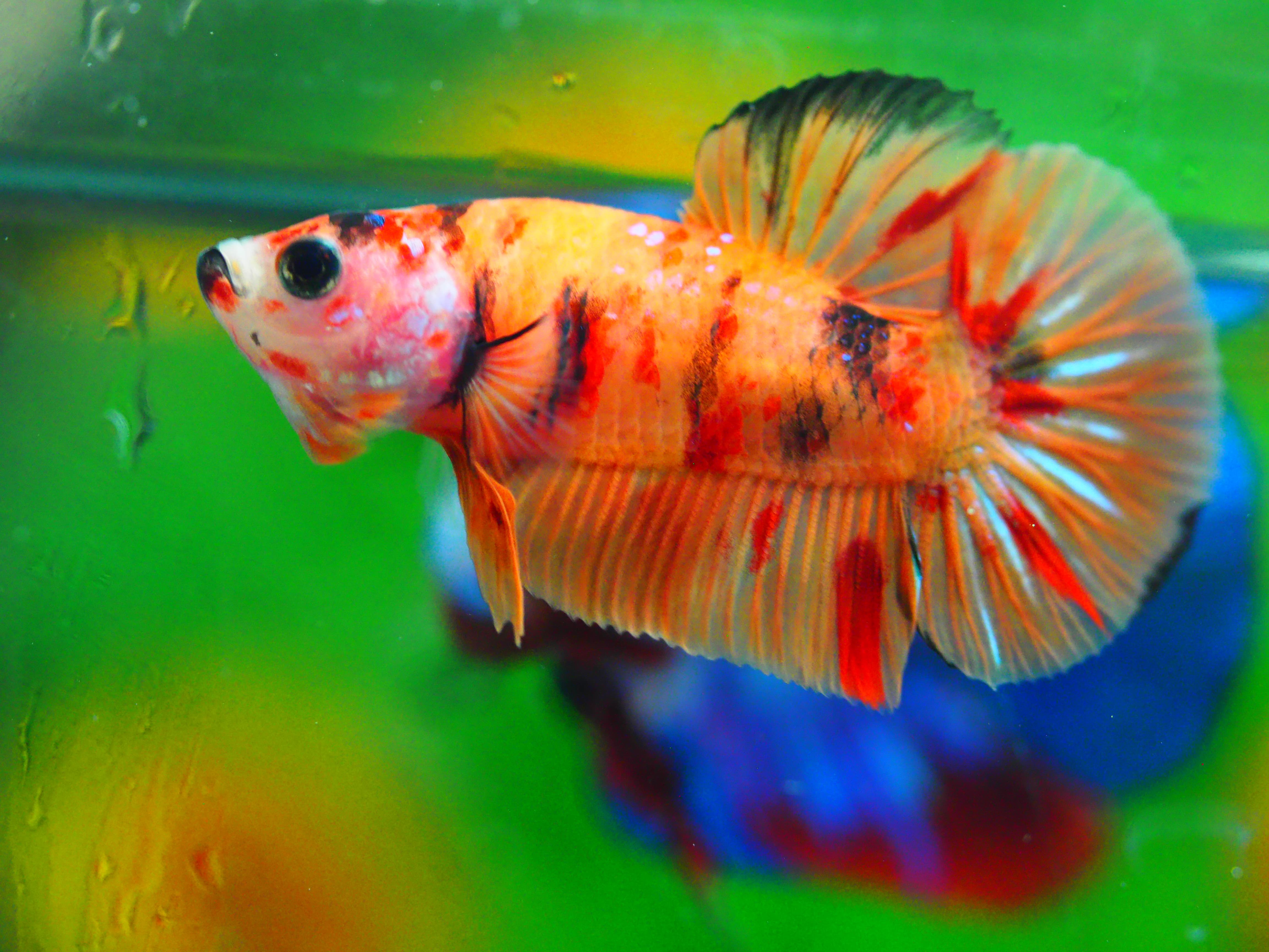 HMPK NEMO MALE GRADE A +++