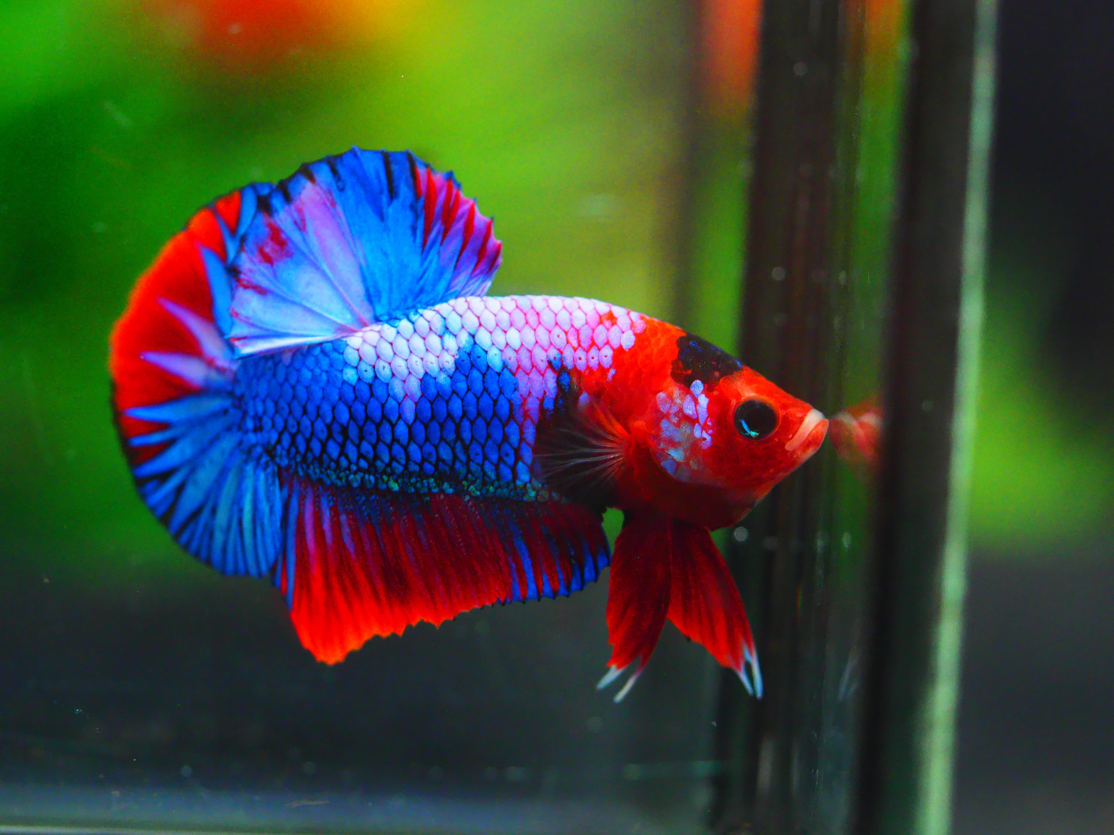 HMPK KOI GALAXY MALE GRADE A +++