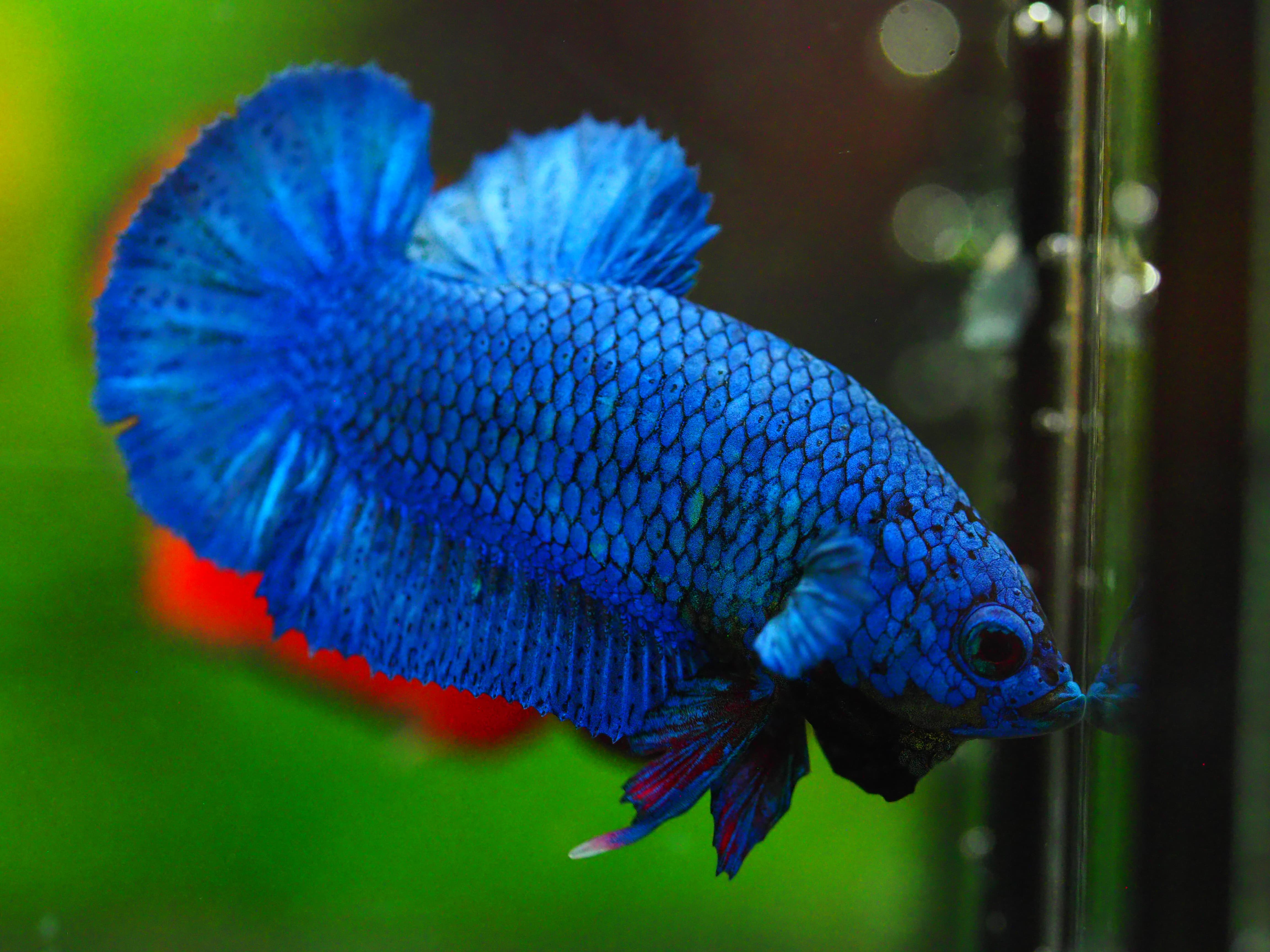 HMPK FANCY MALE GRADE A +++