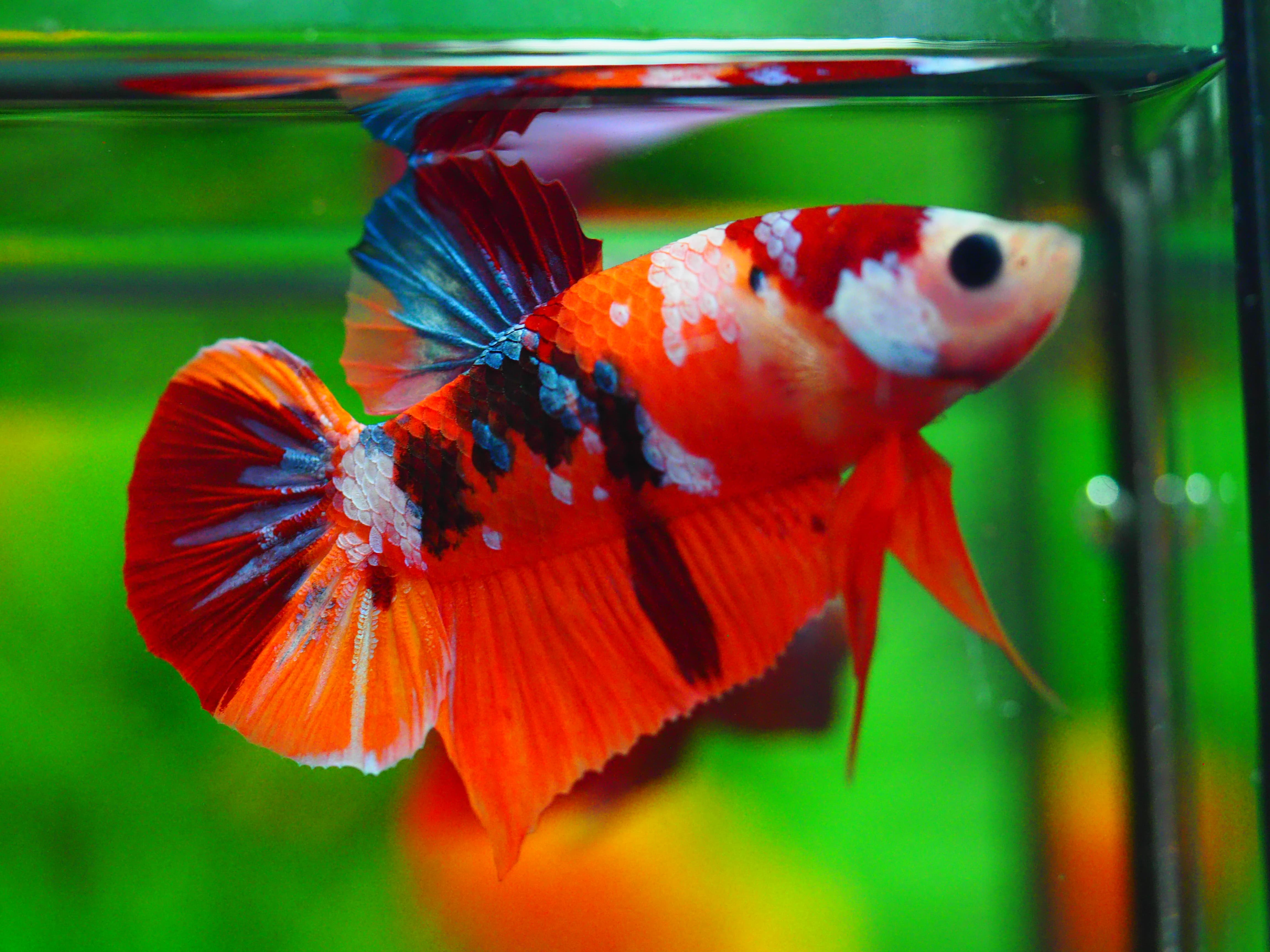 HMPK NEMO GALAXY MALE GRADE A+
