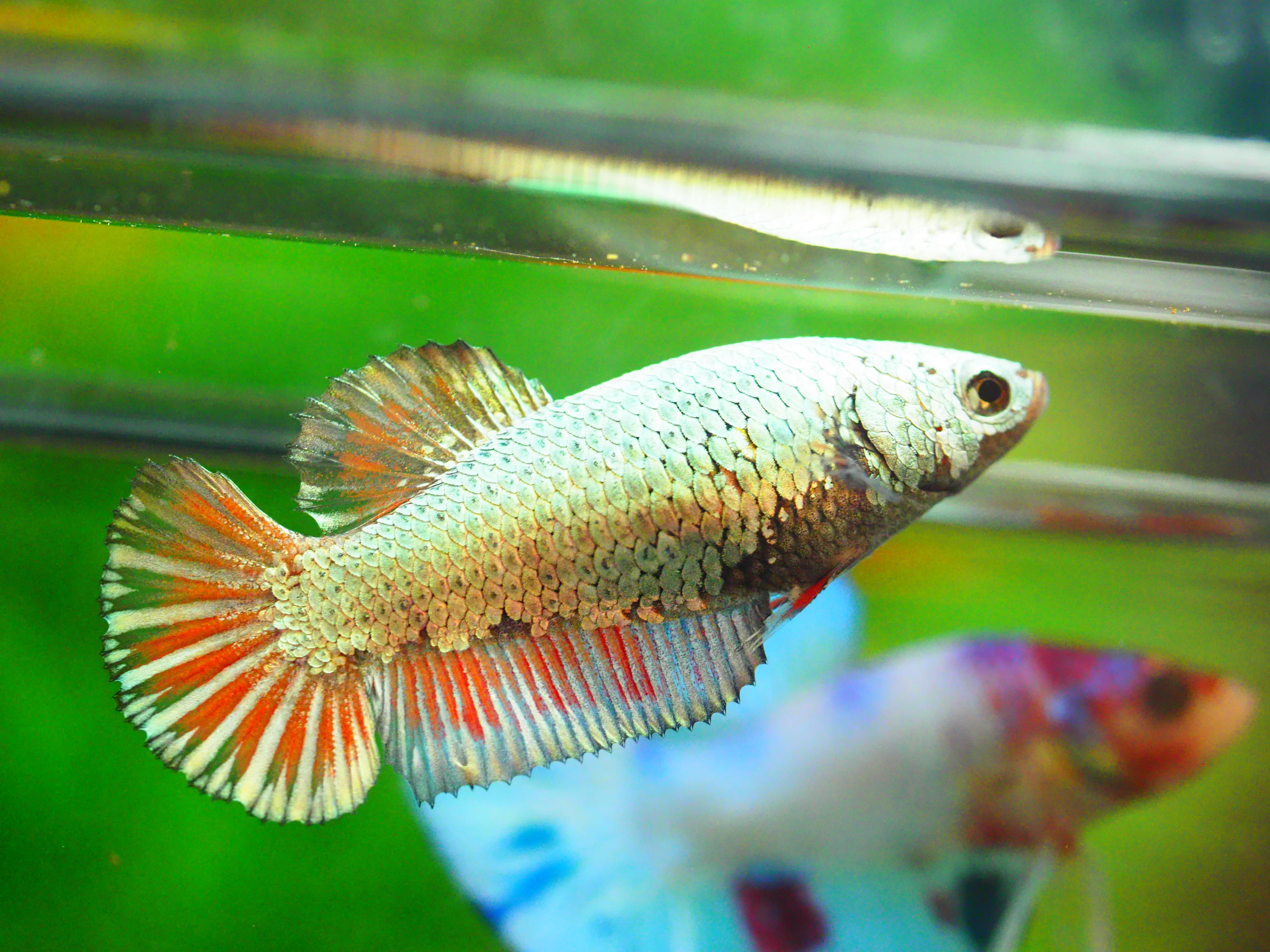 HMPK COPPER FNMALE GRADE A +++