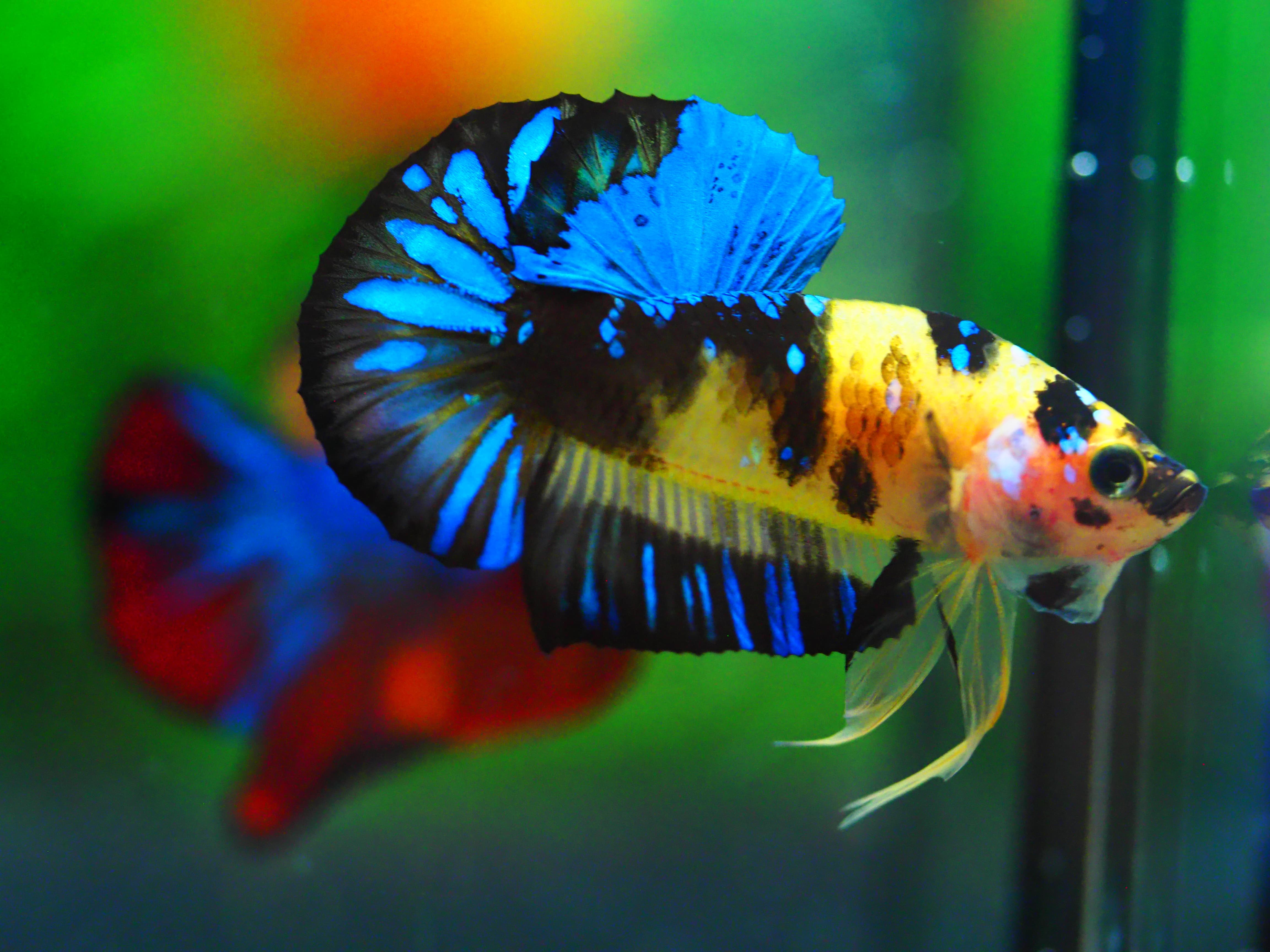 HMPK KOI GALAXY MALE GRADE A +++