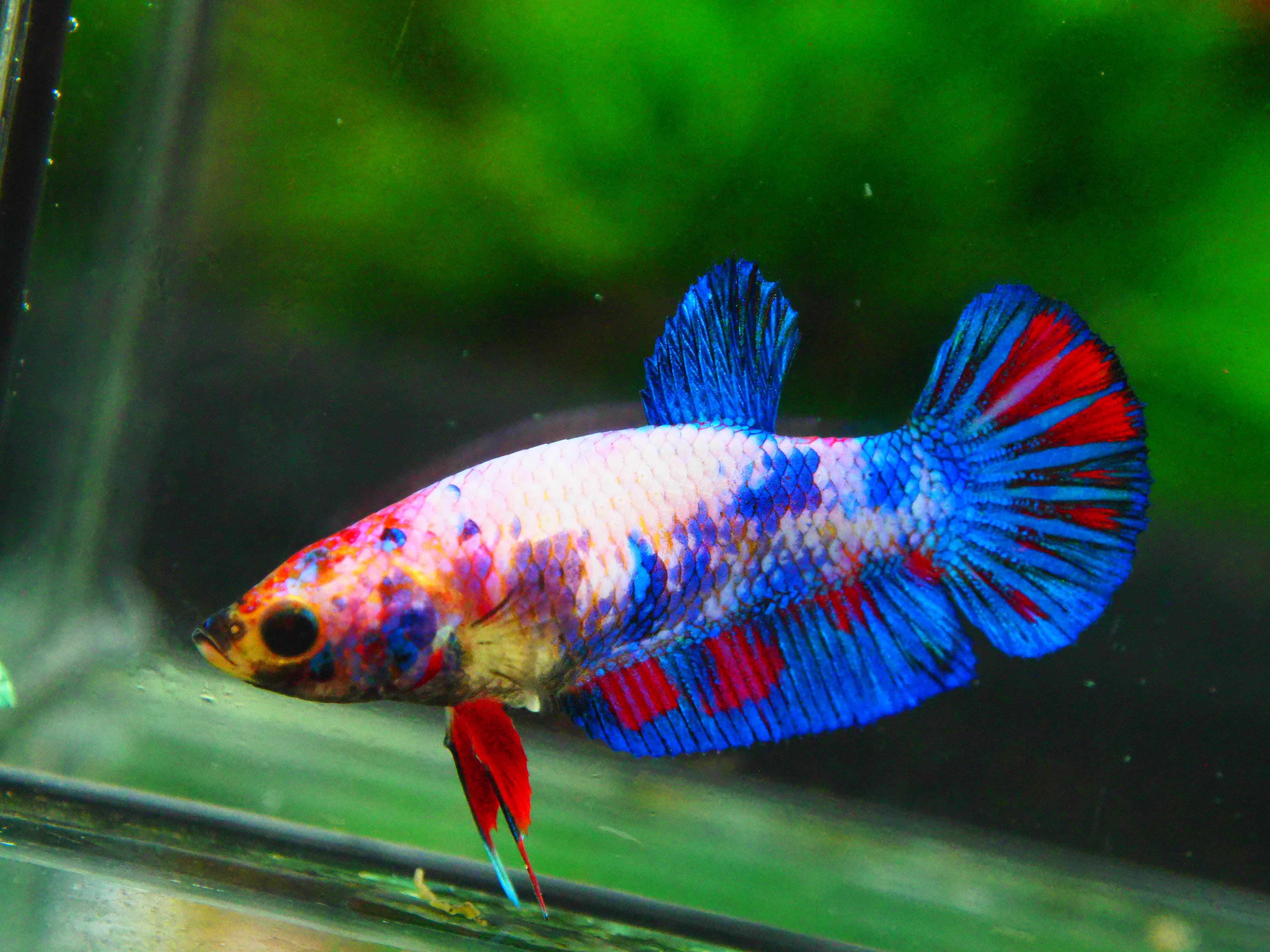 HMPK KOI GALAXY FN MALE GRADE A +++