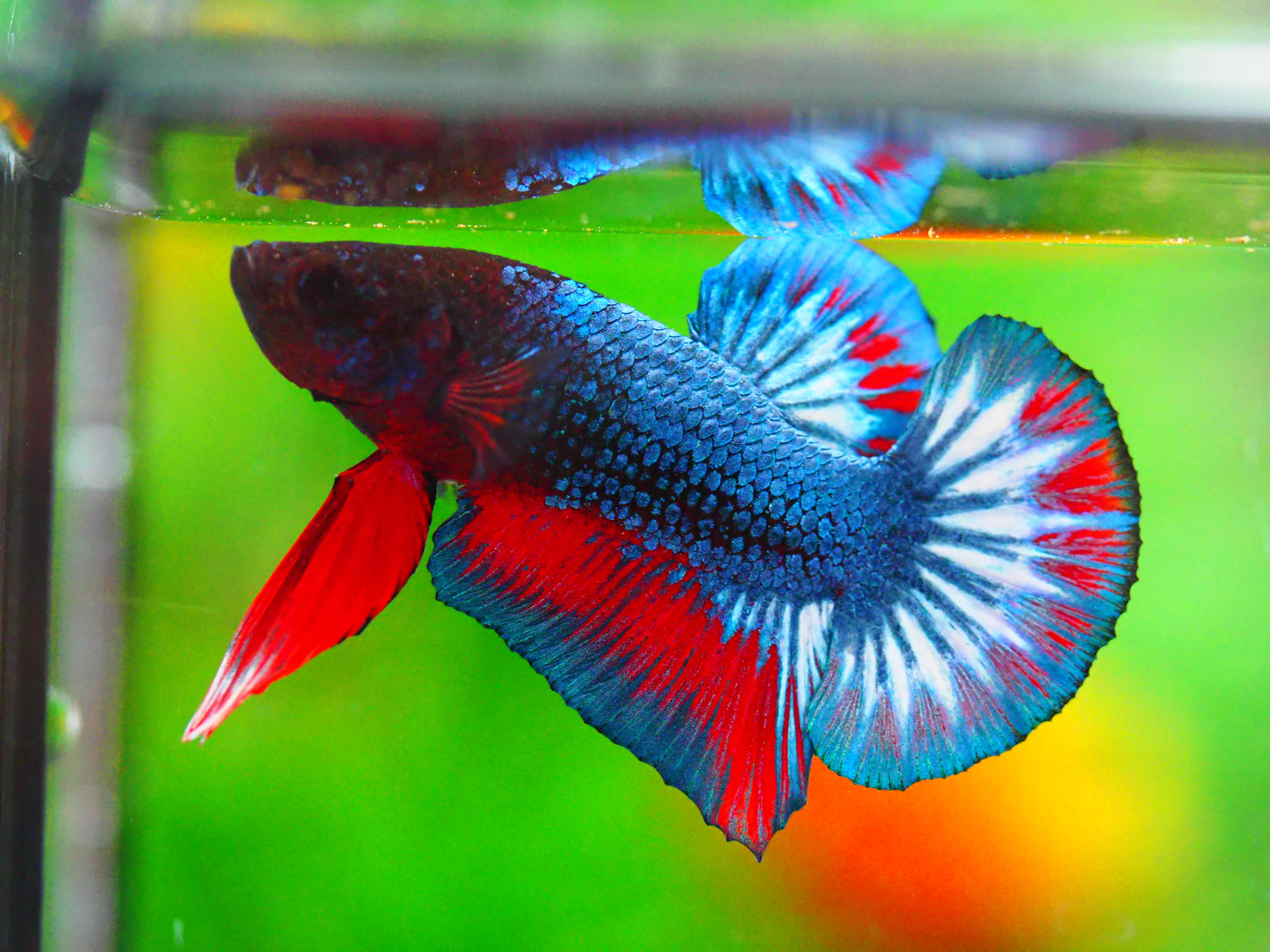 HMPK FANCY MALE GRADE A +++