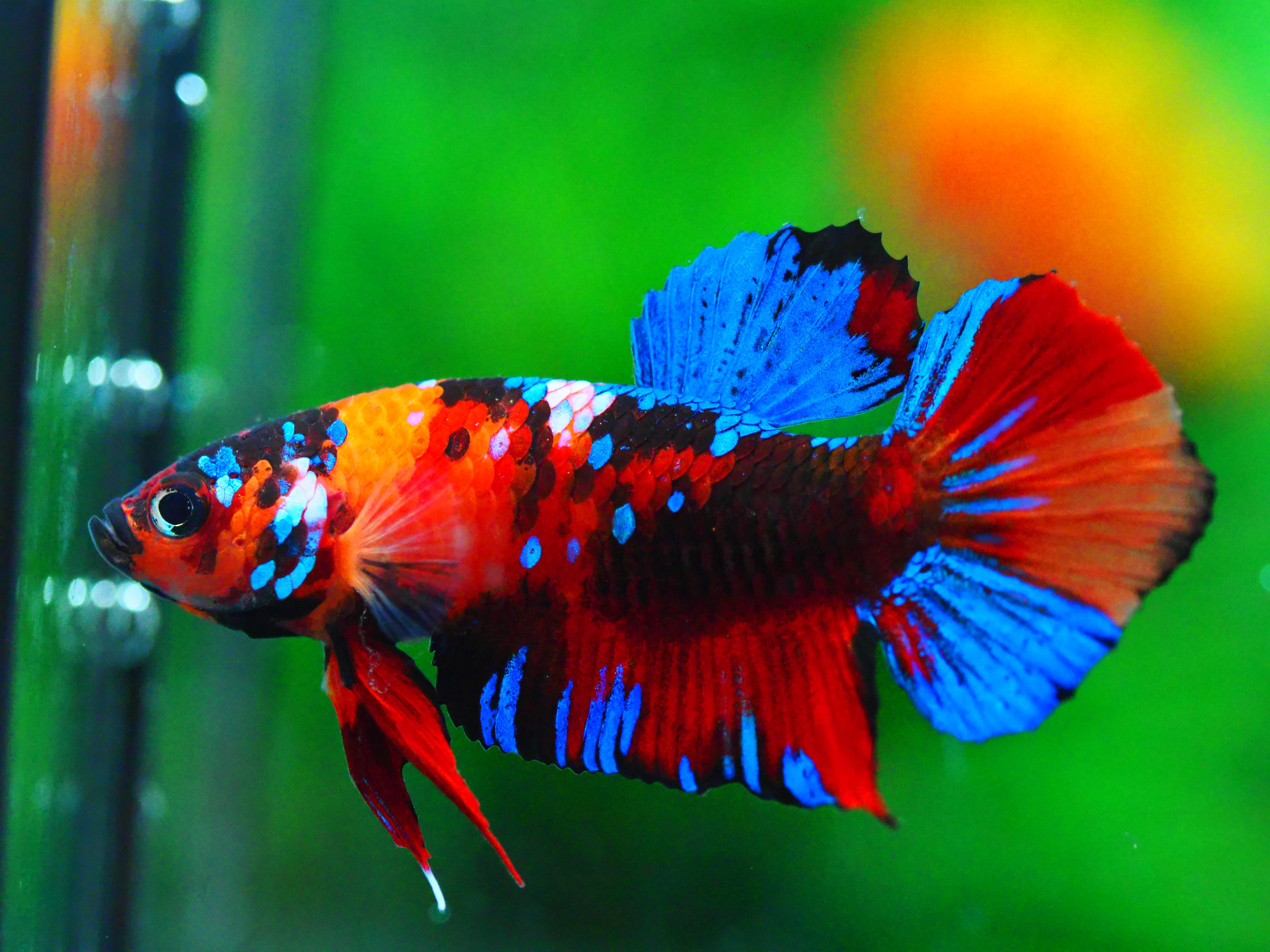 HMPKKOI GALAXY MALE GRADE A +++