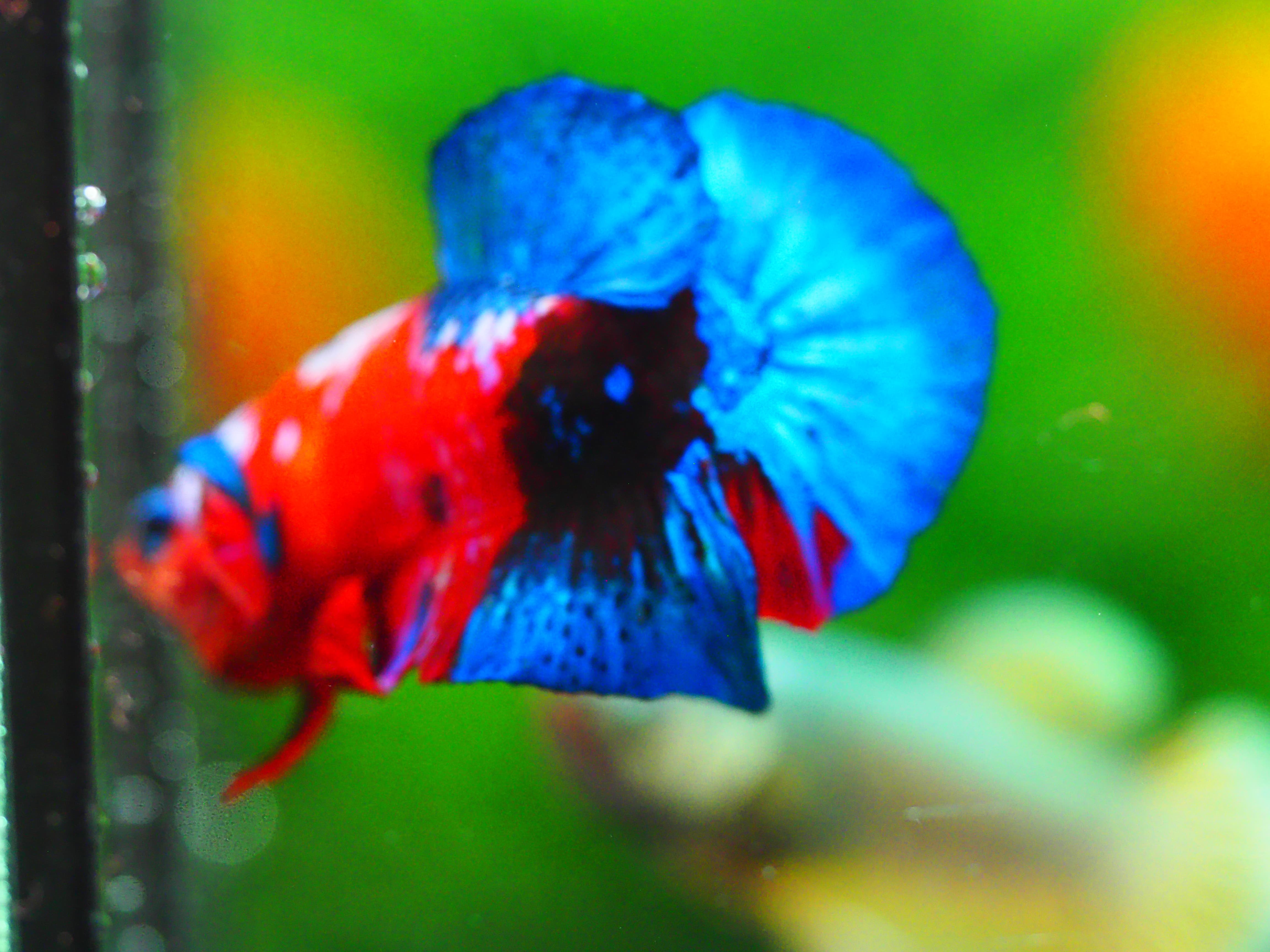 HMPK KOI GALAXY MALE GRADE A +++