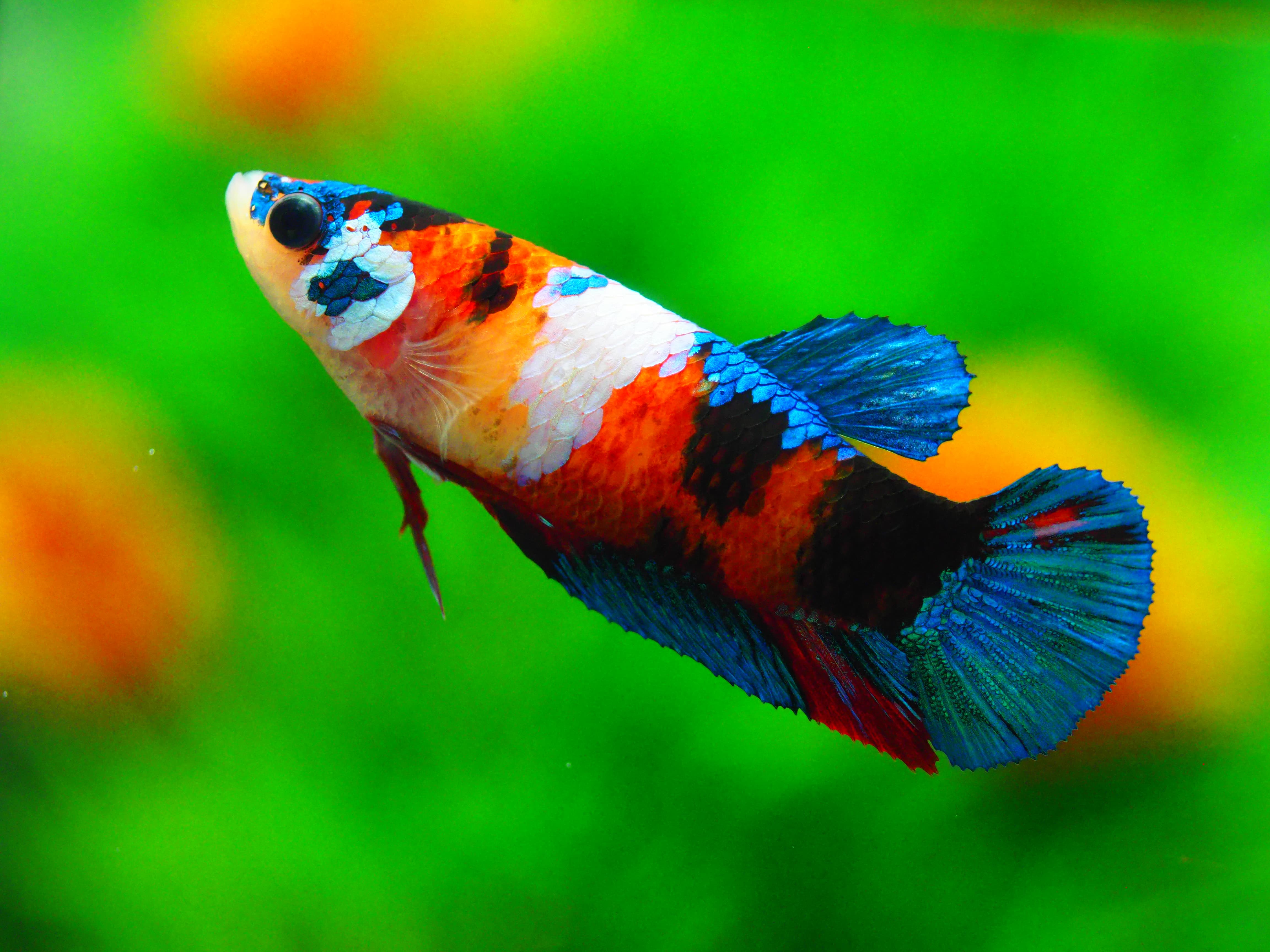 HMPK KOI GALAXY FN MALE GRADE A +++