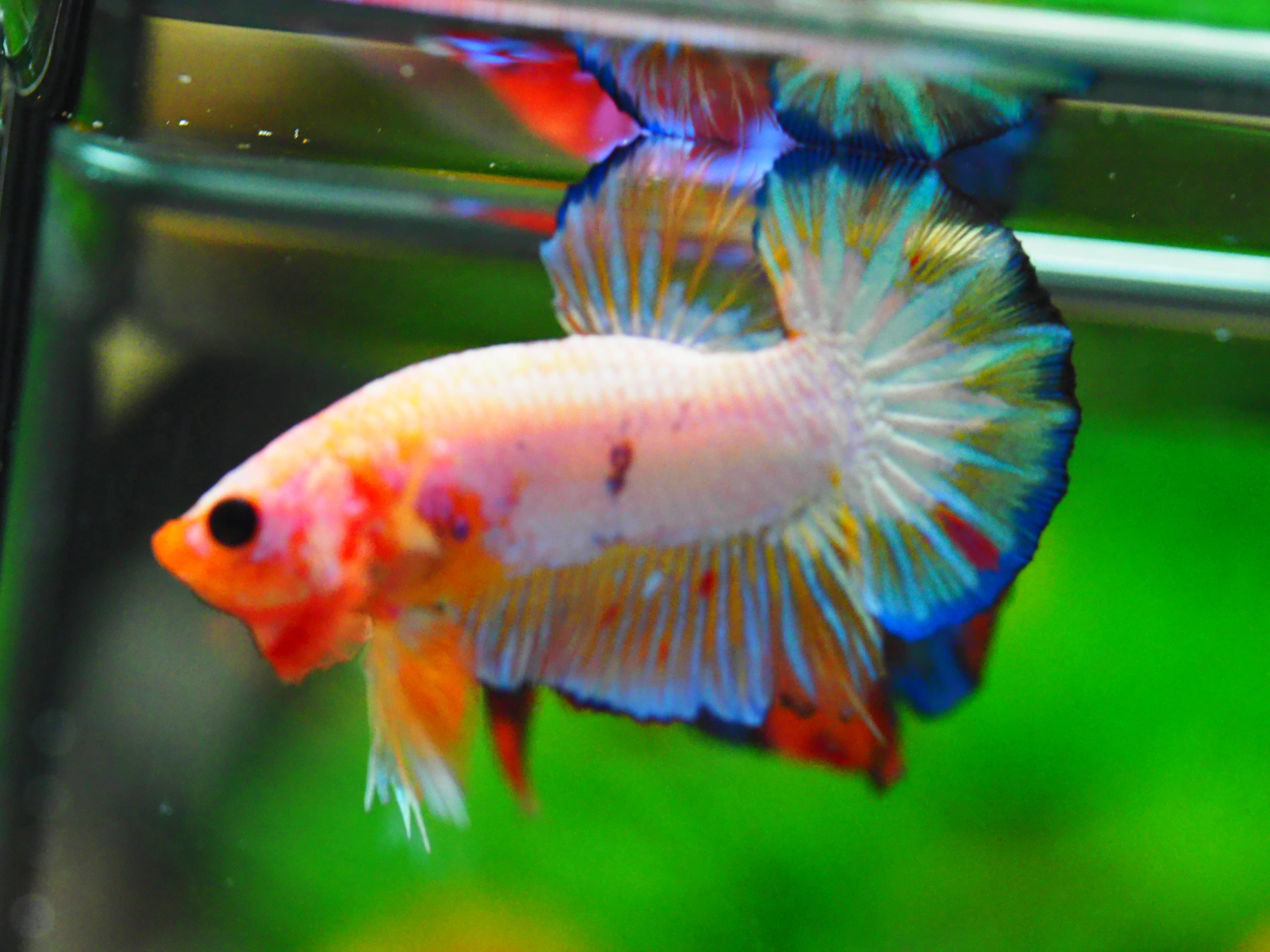 HMPK FANCY MALE GRADE A +++