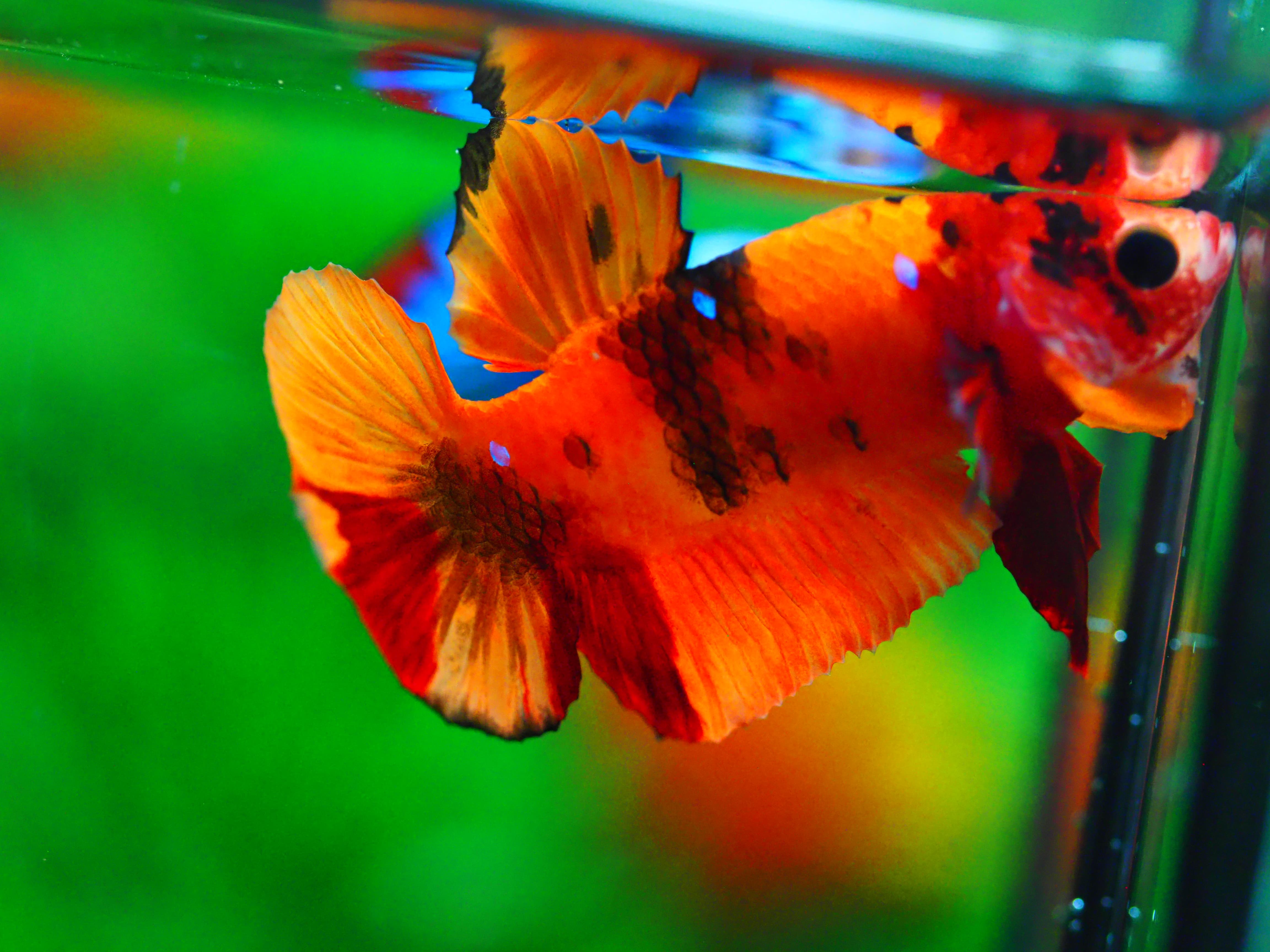 HMPK NEMO MALE GRADE A +++