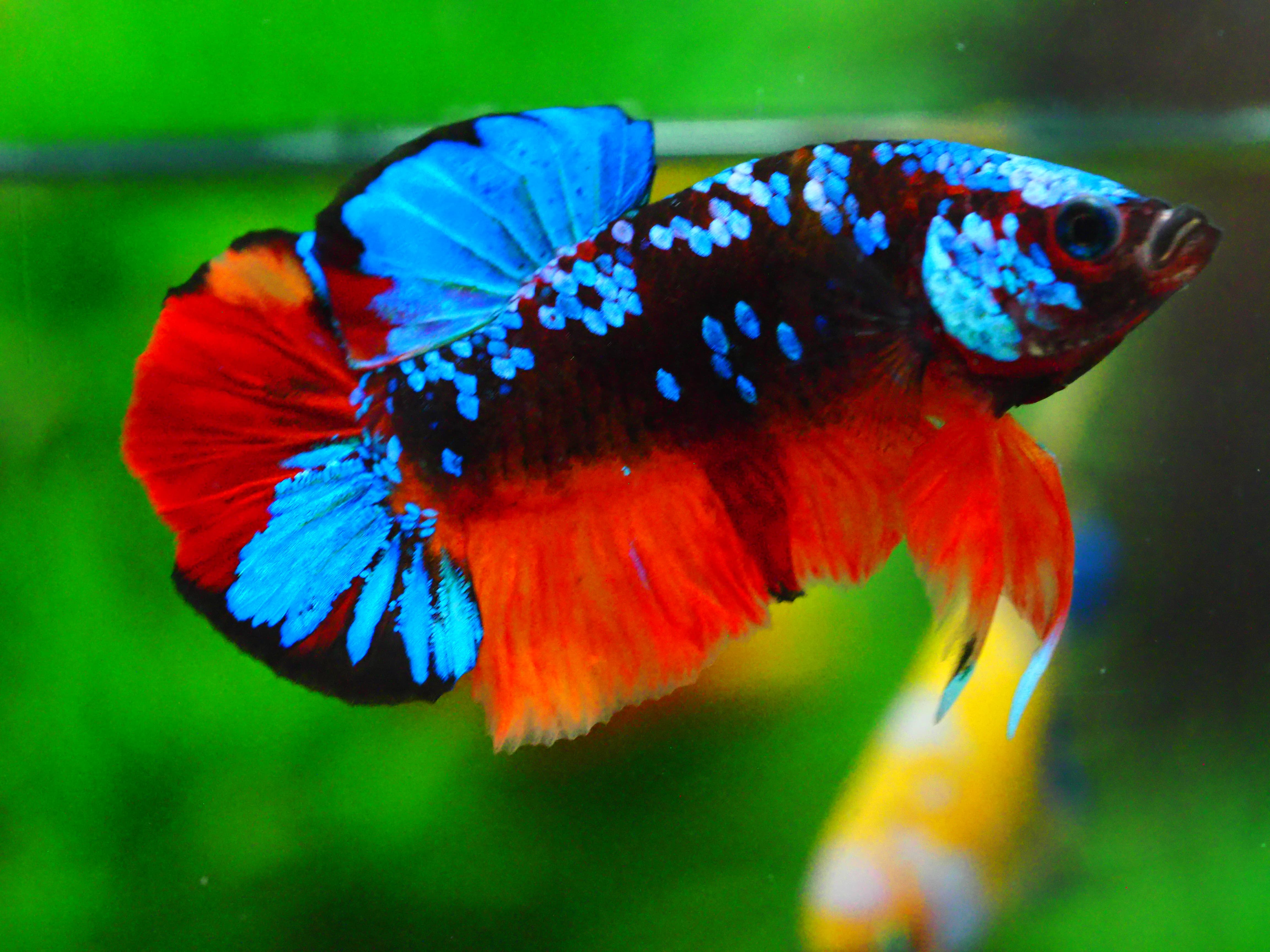 HMPK KOI GALAXY MALE GRADE A +++