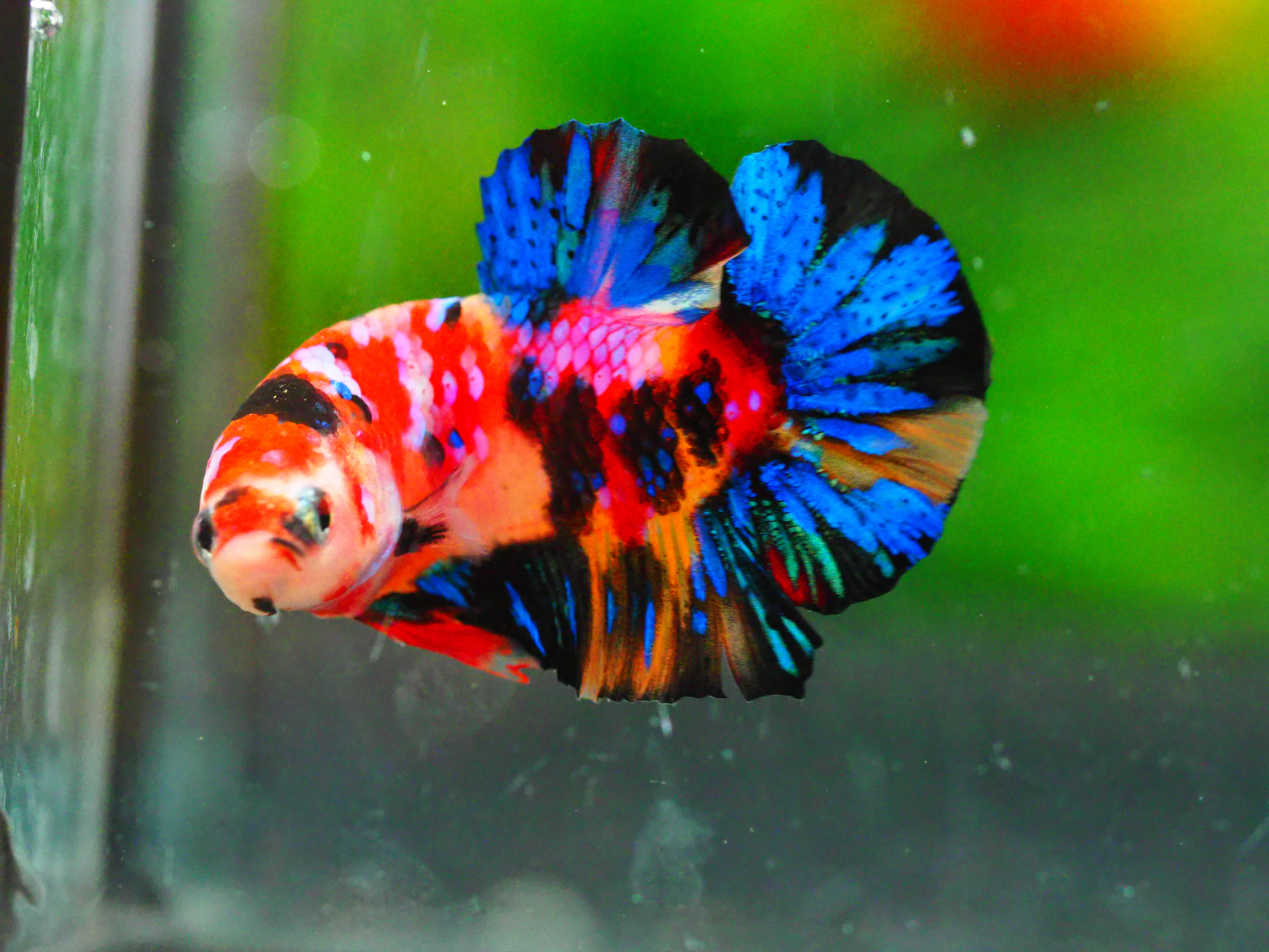 HMPK NEMO GALAXY MALE GRADE A +++