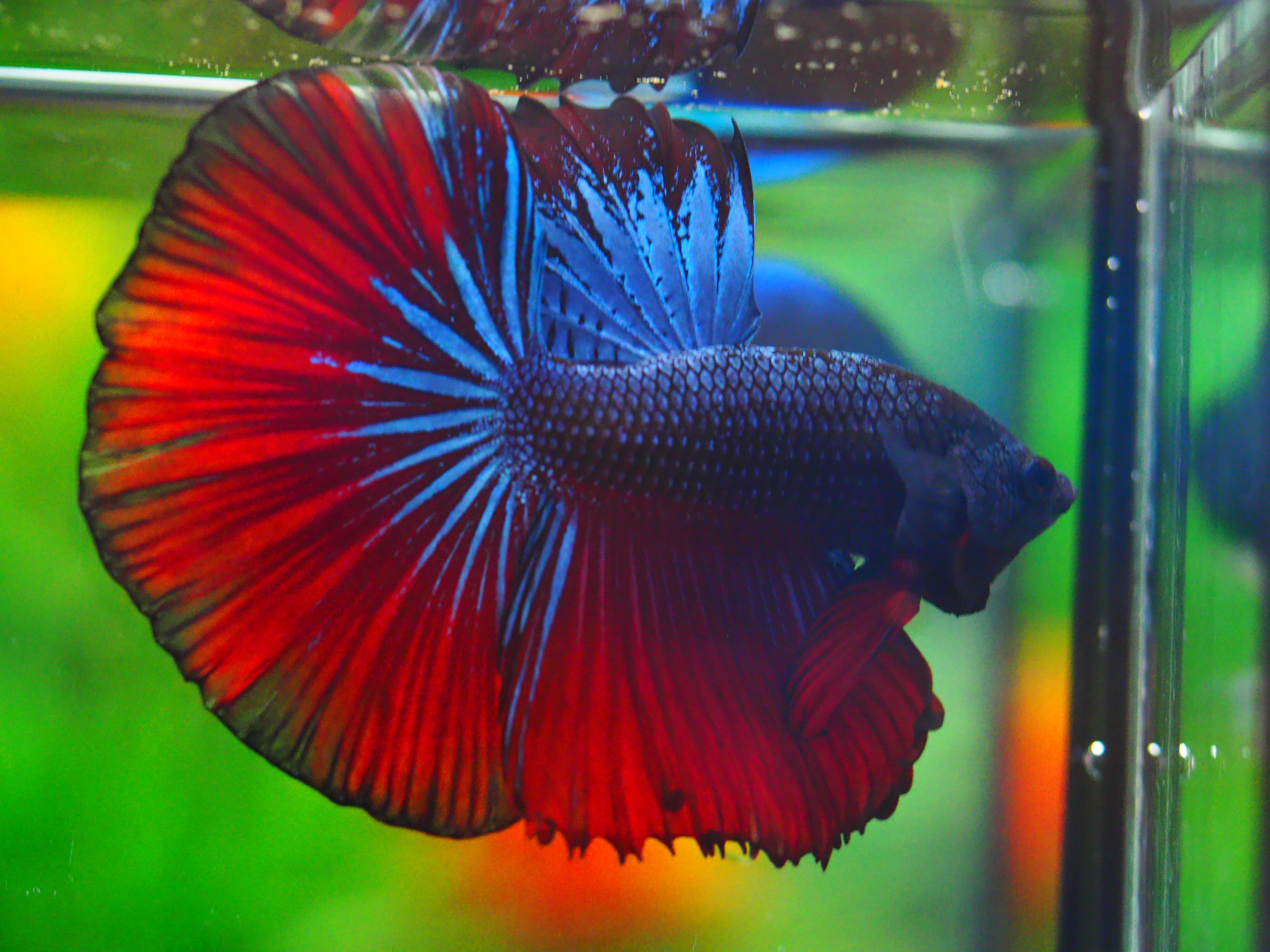 HM FANCY MALE GRADE A +++