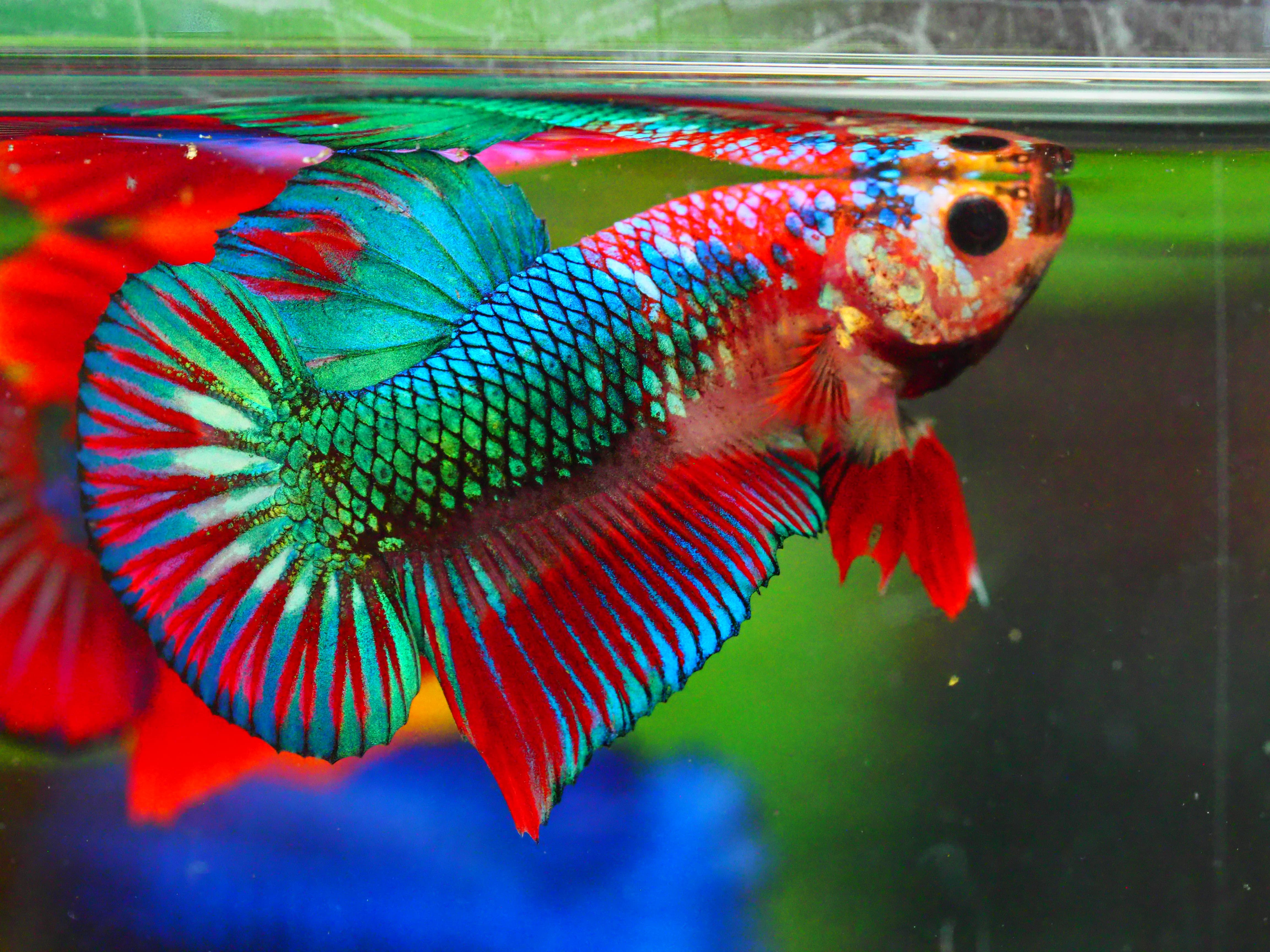 HMPK FANCY MALE GRADE A +++