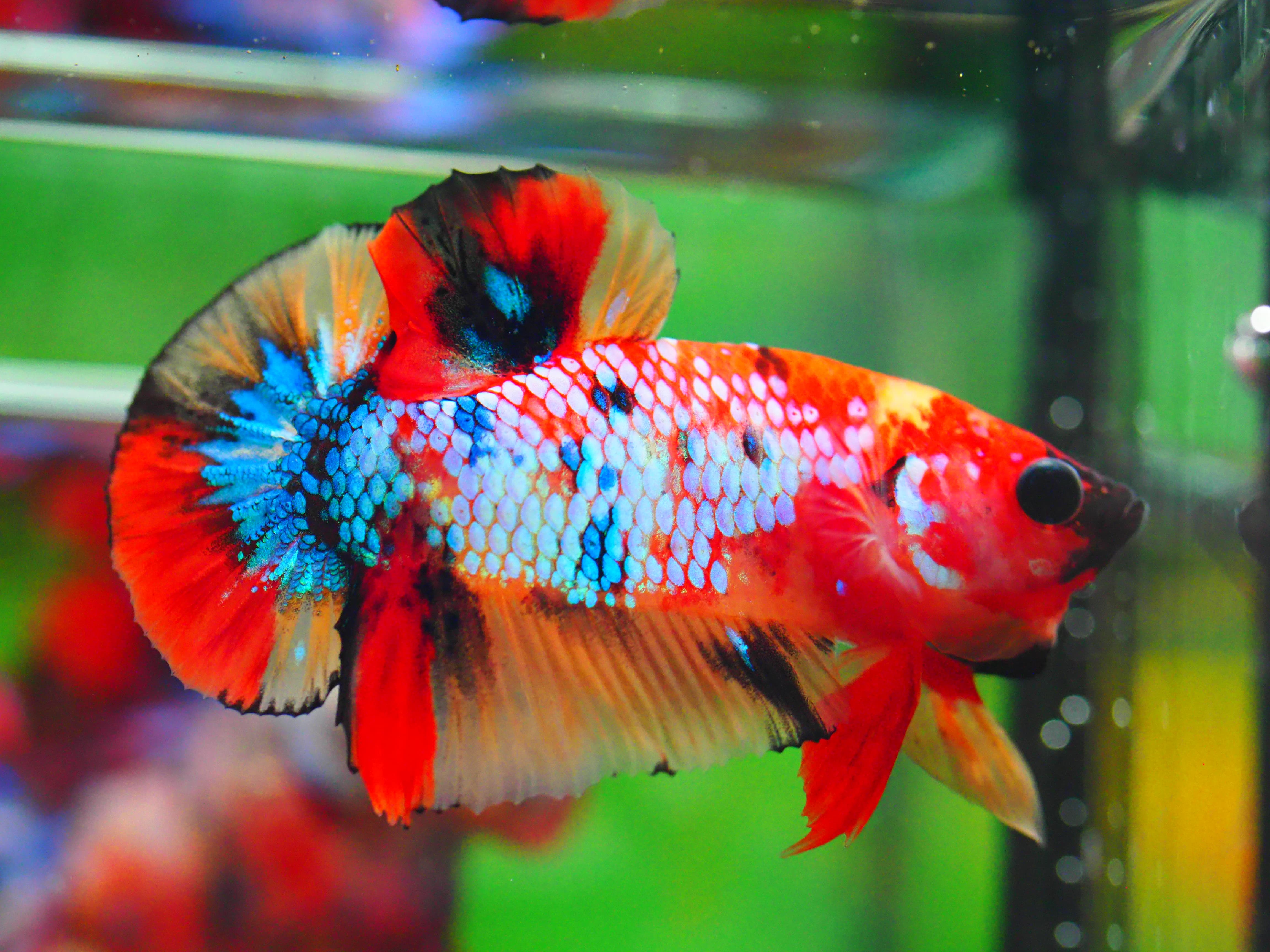 HMPK NEMO GALAXY MALE GRADE A +++