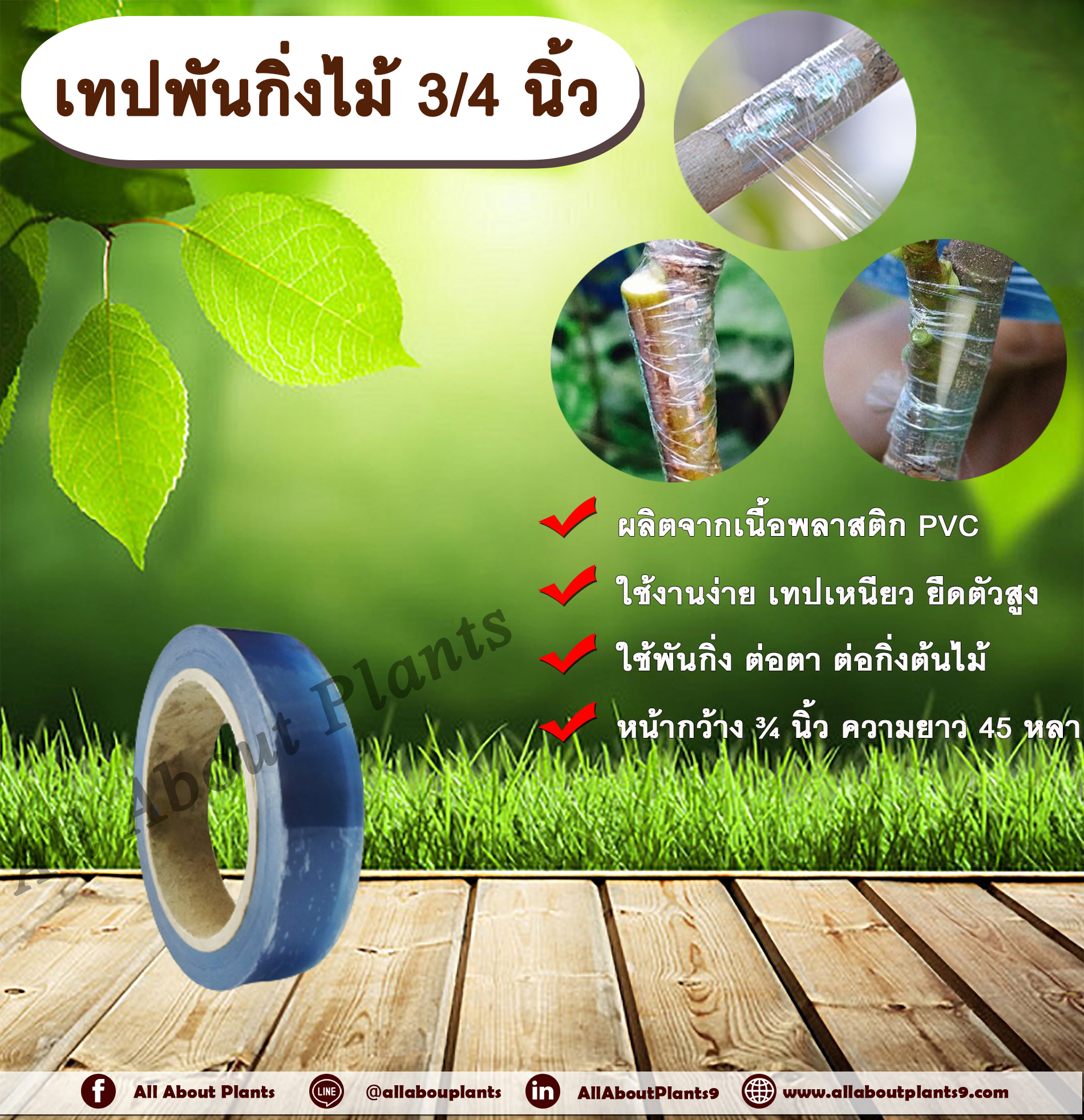 เทปพันกิ่งไม้ 3/4นิ้วx45หลา ตราแพนด้า เทปพันกิ่งไม้ เทปติดตา เทปต่อกิ่ง เทปขยายพันธุ์ไม้ เทปใสพันกิ่ง เทปใส ติดตา ต่อกิ่ง ชิ้น