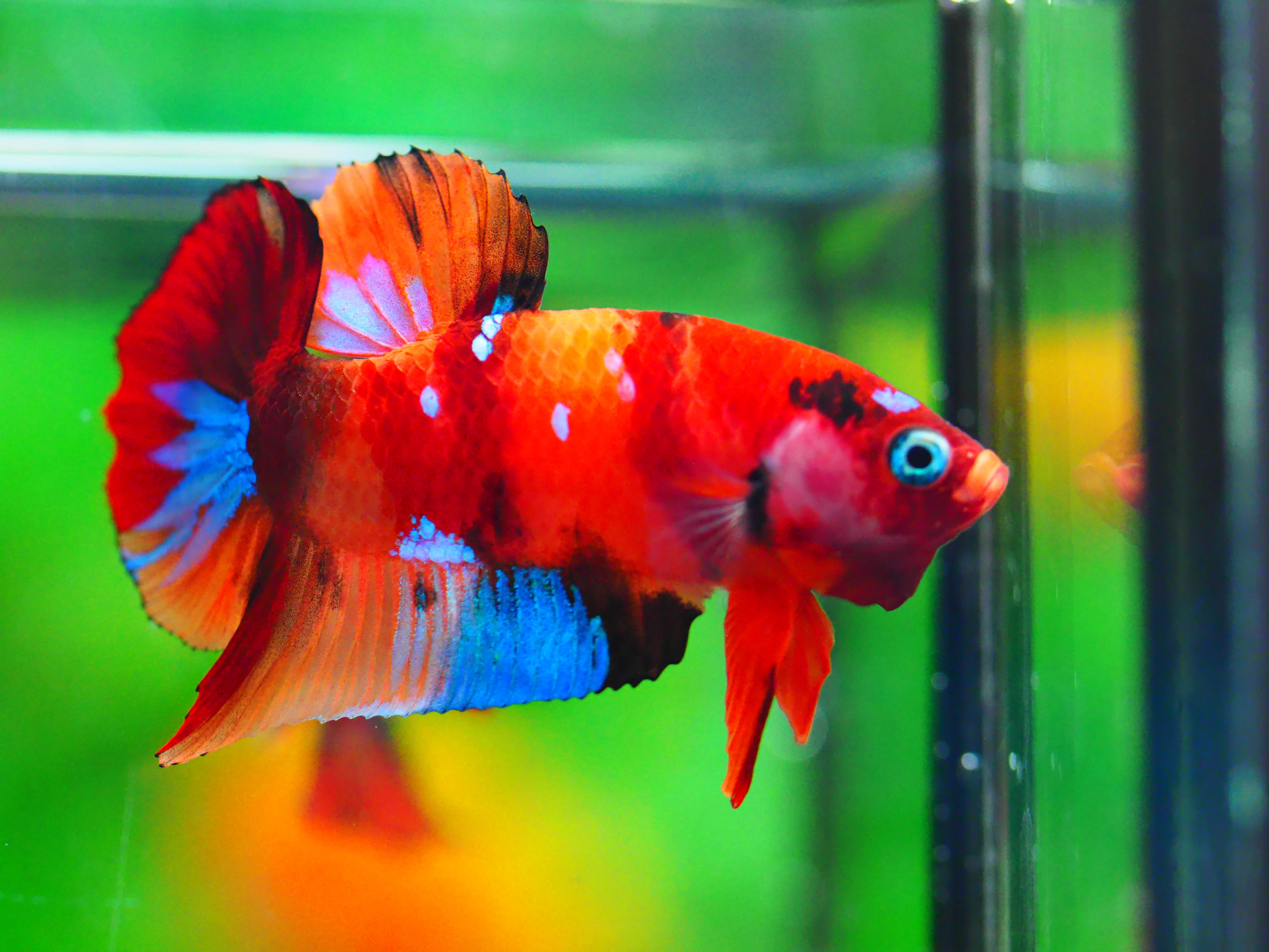 HMPK NEMO GALAXY MALE GRADE A +++