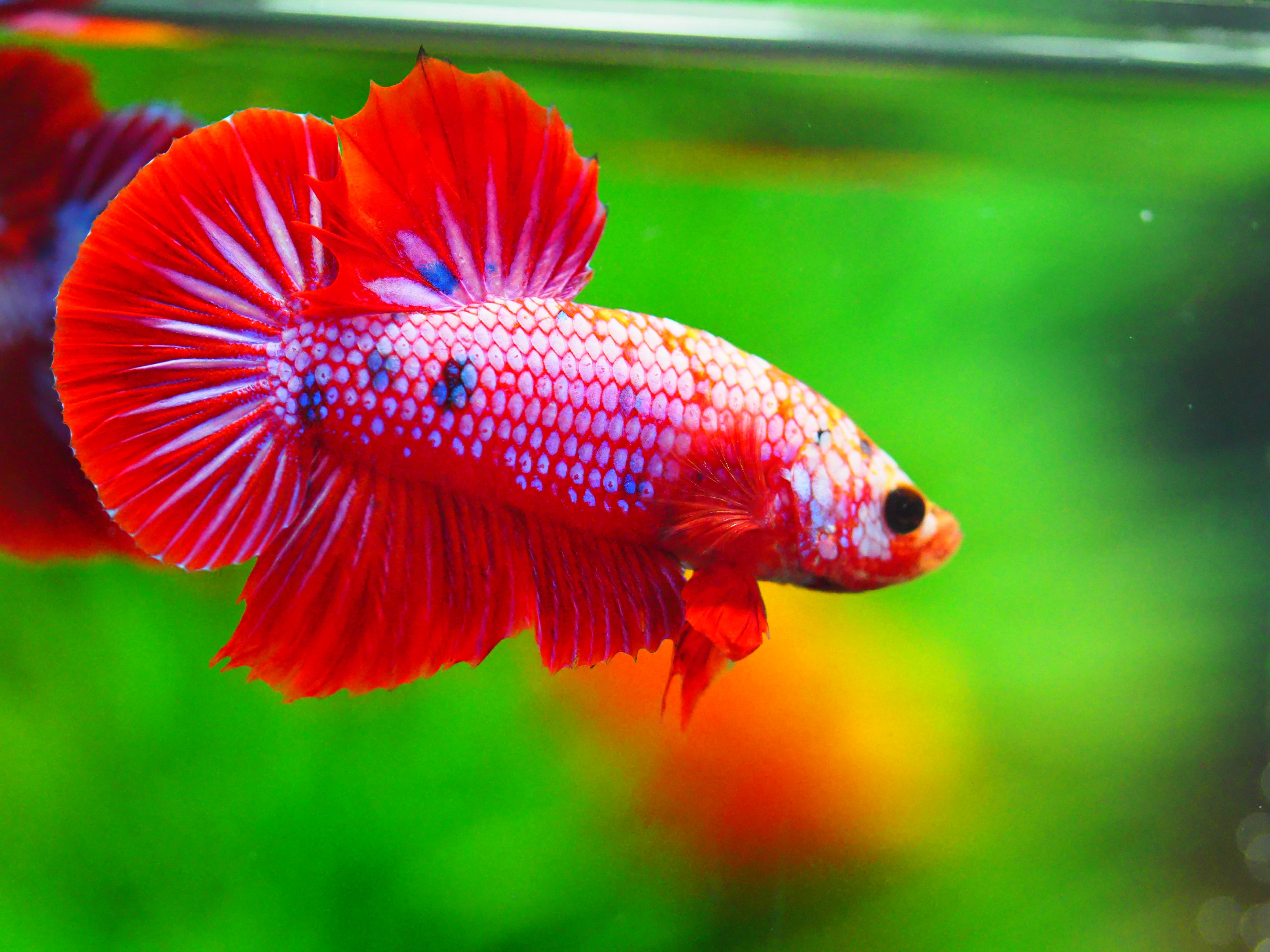 HMPK FANCY MALE GRADE A +++