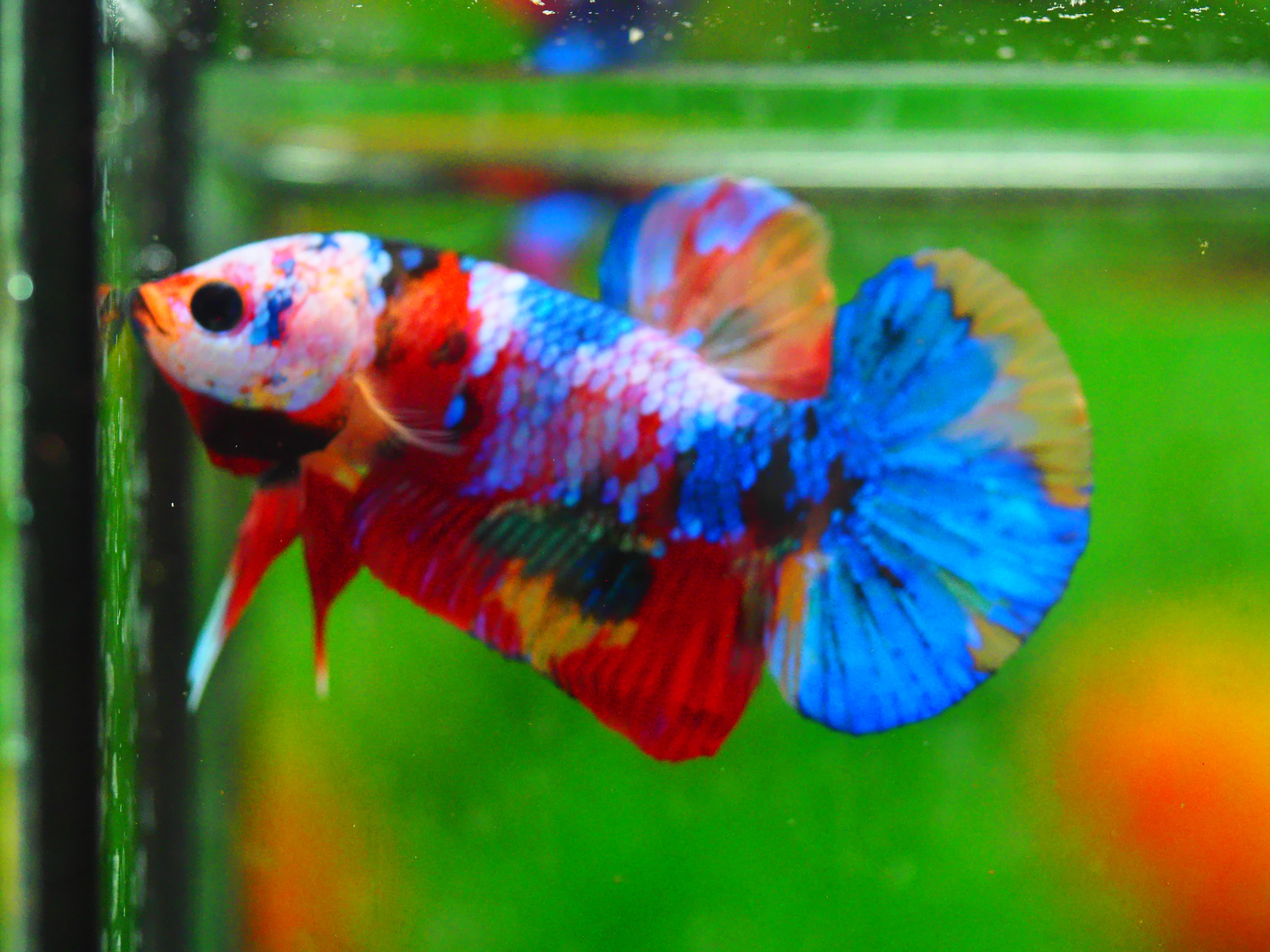 HMPK NEMO GALAXY MALE GRADE A +++