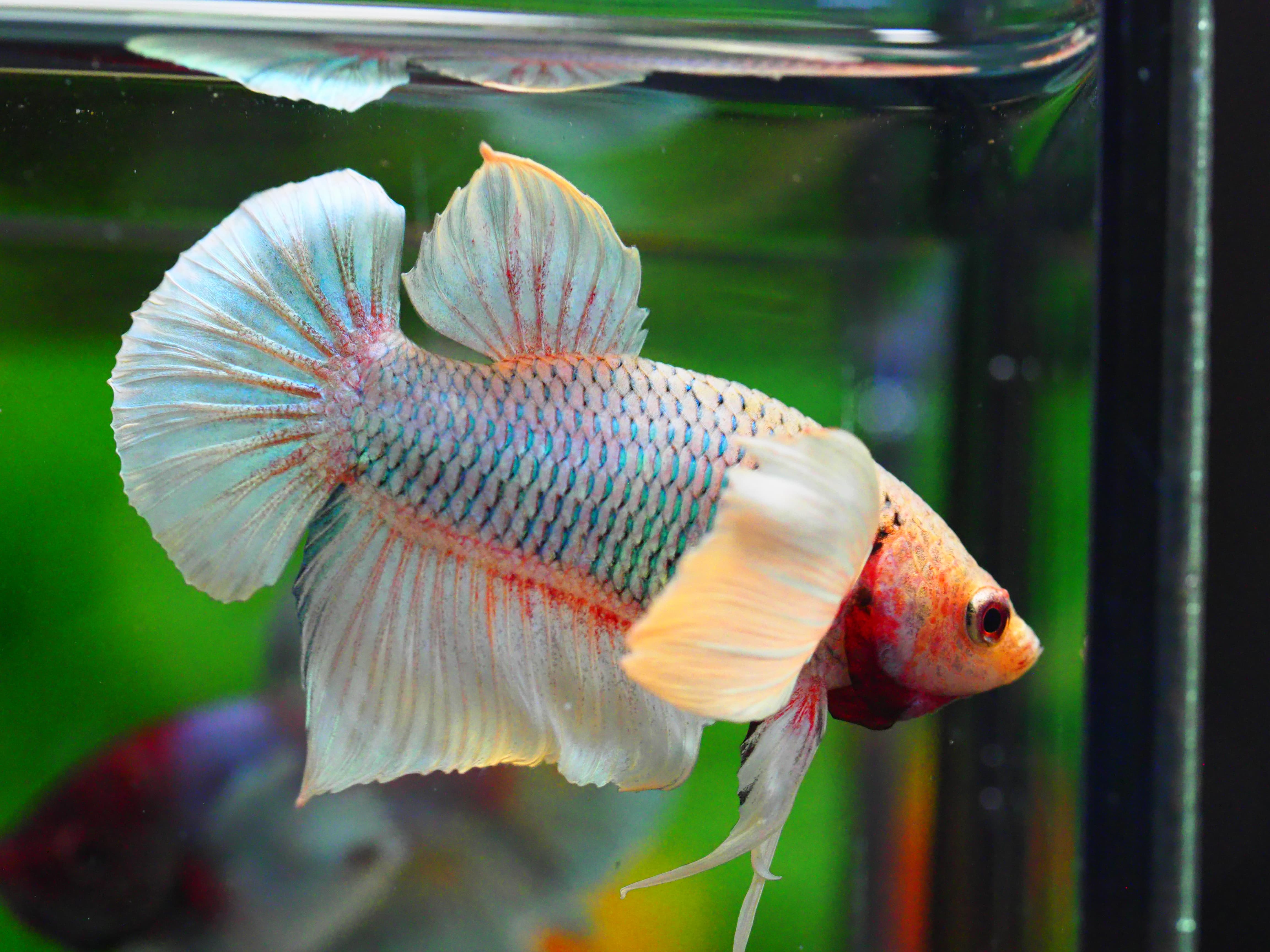 HMPK DUMBO MALE GRADE C +++