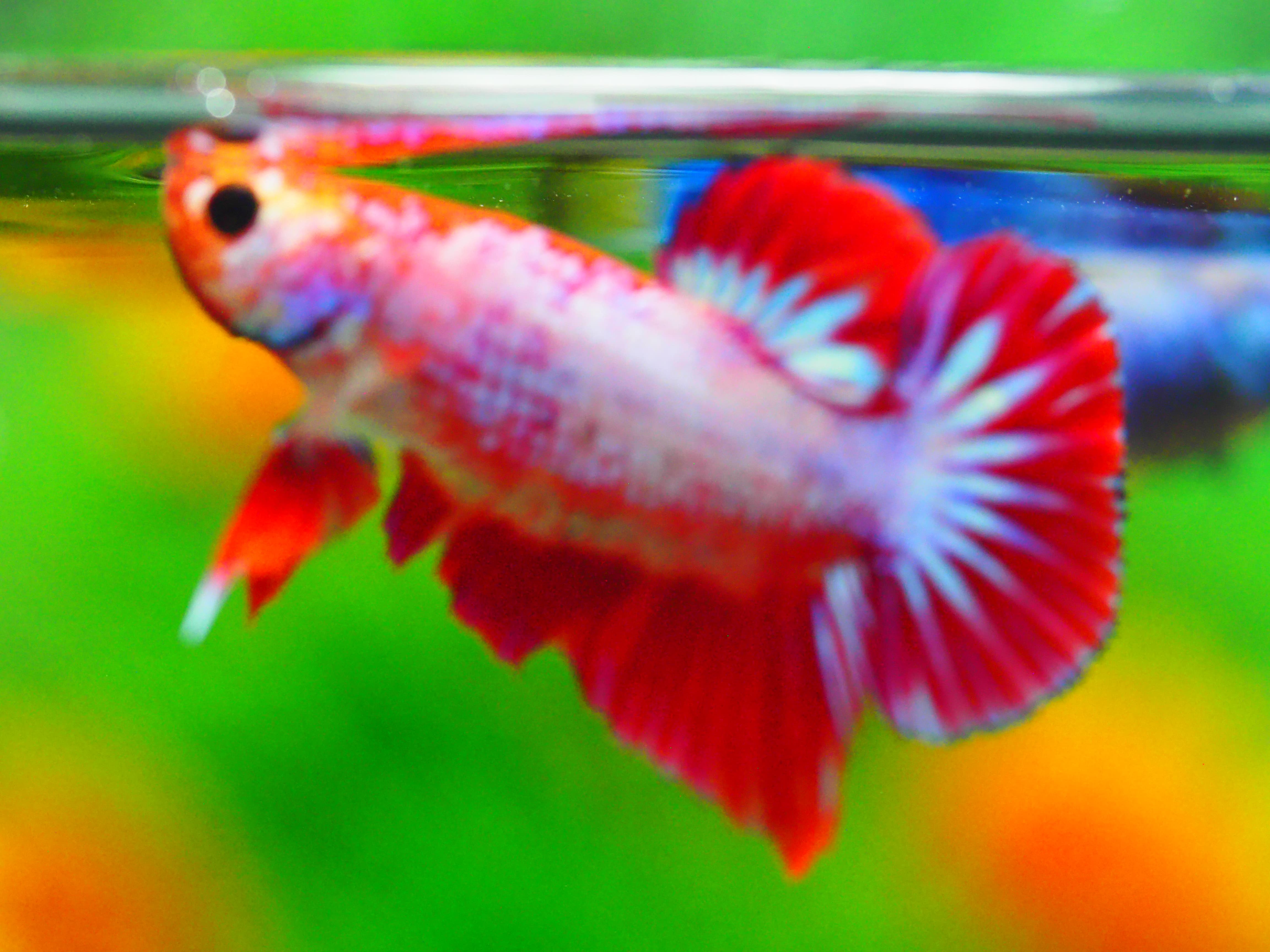 HMPK FANCY MALE GRADE A +++