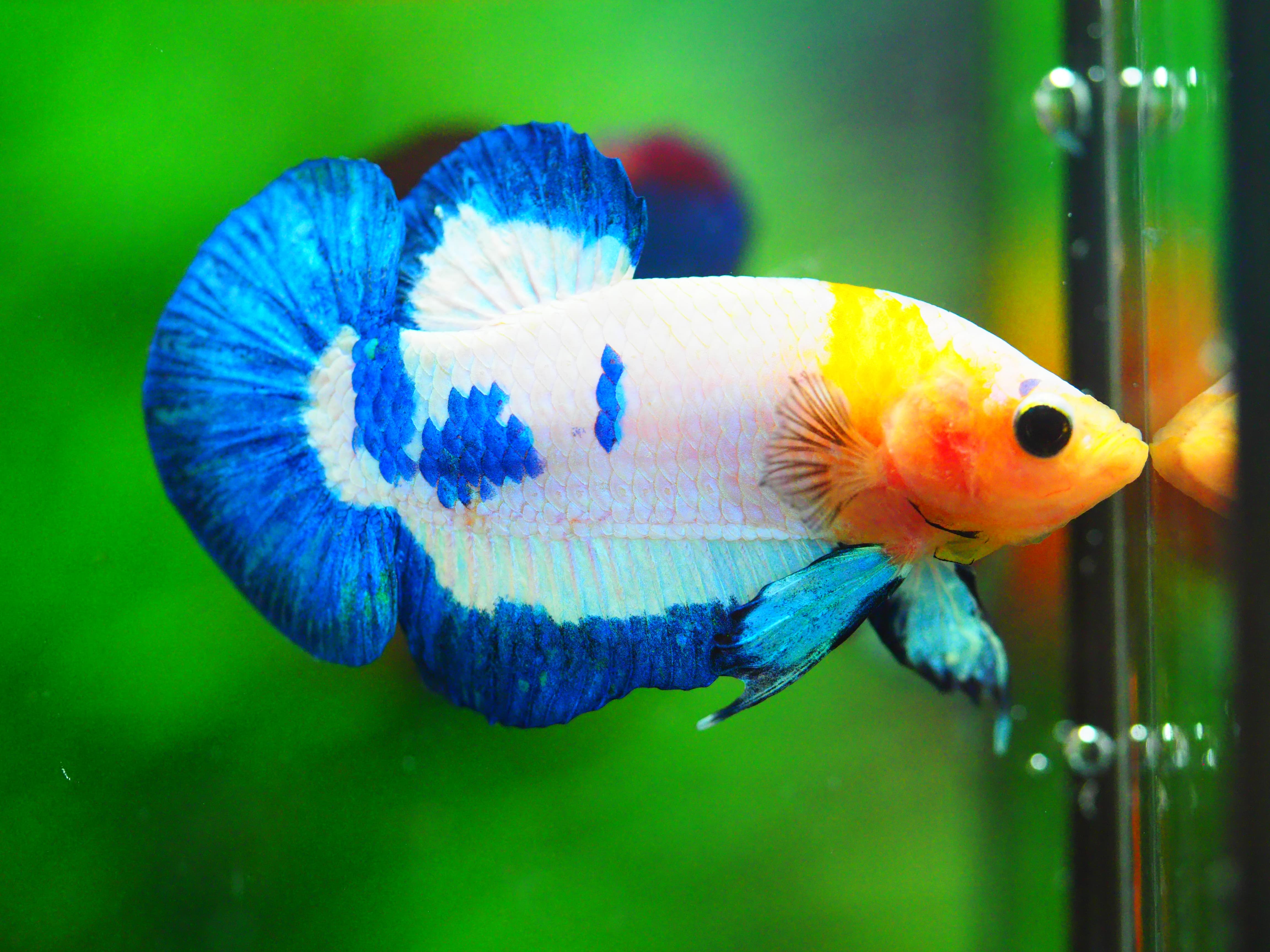 HMPK FANCY MALE GRADE A +++