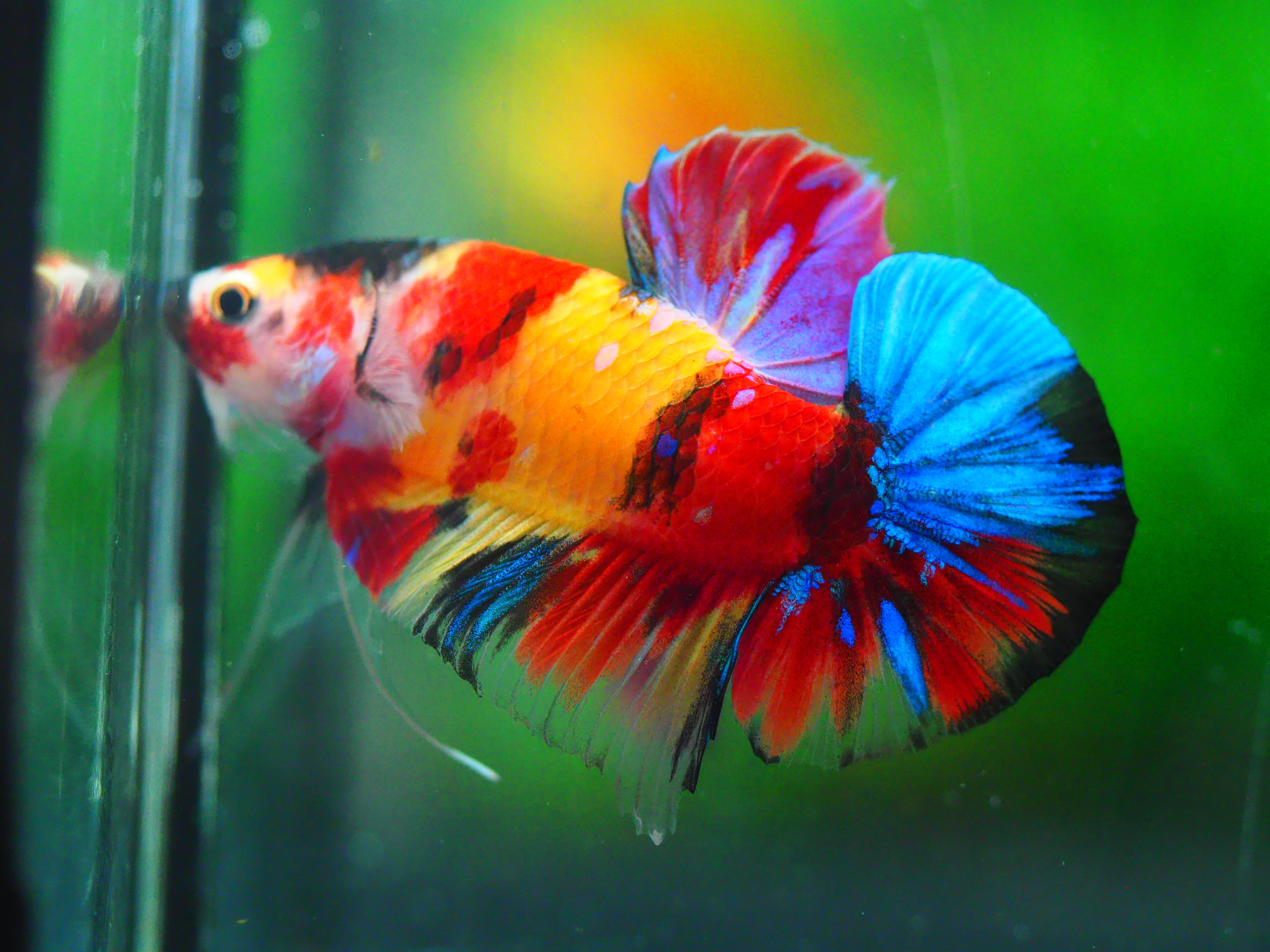 HMPK NEMO GALAXY MALE GRADE A +++