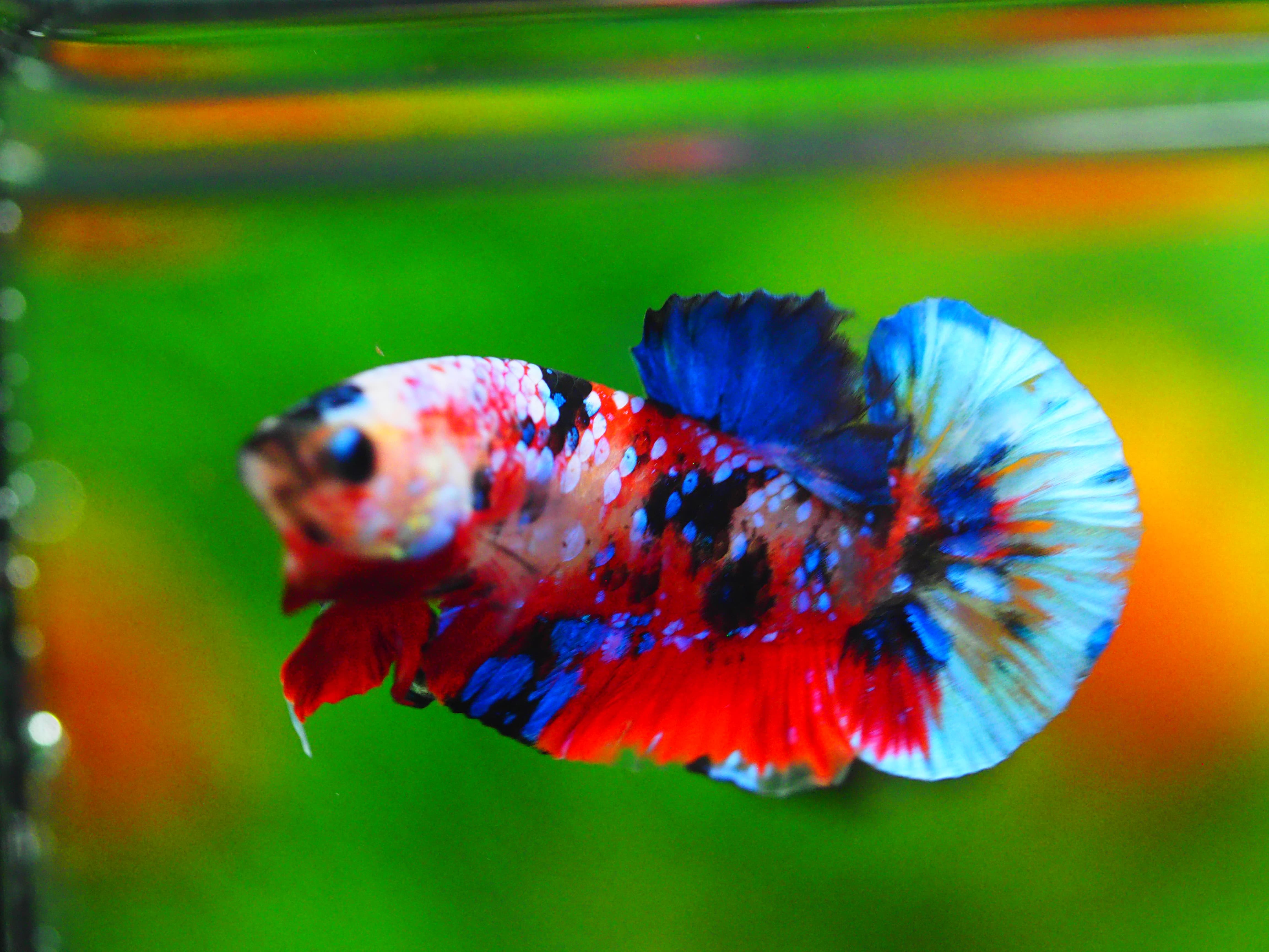 HMPK KOI GALAXY MALE GRADE A++