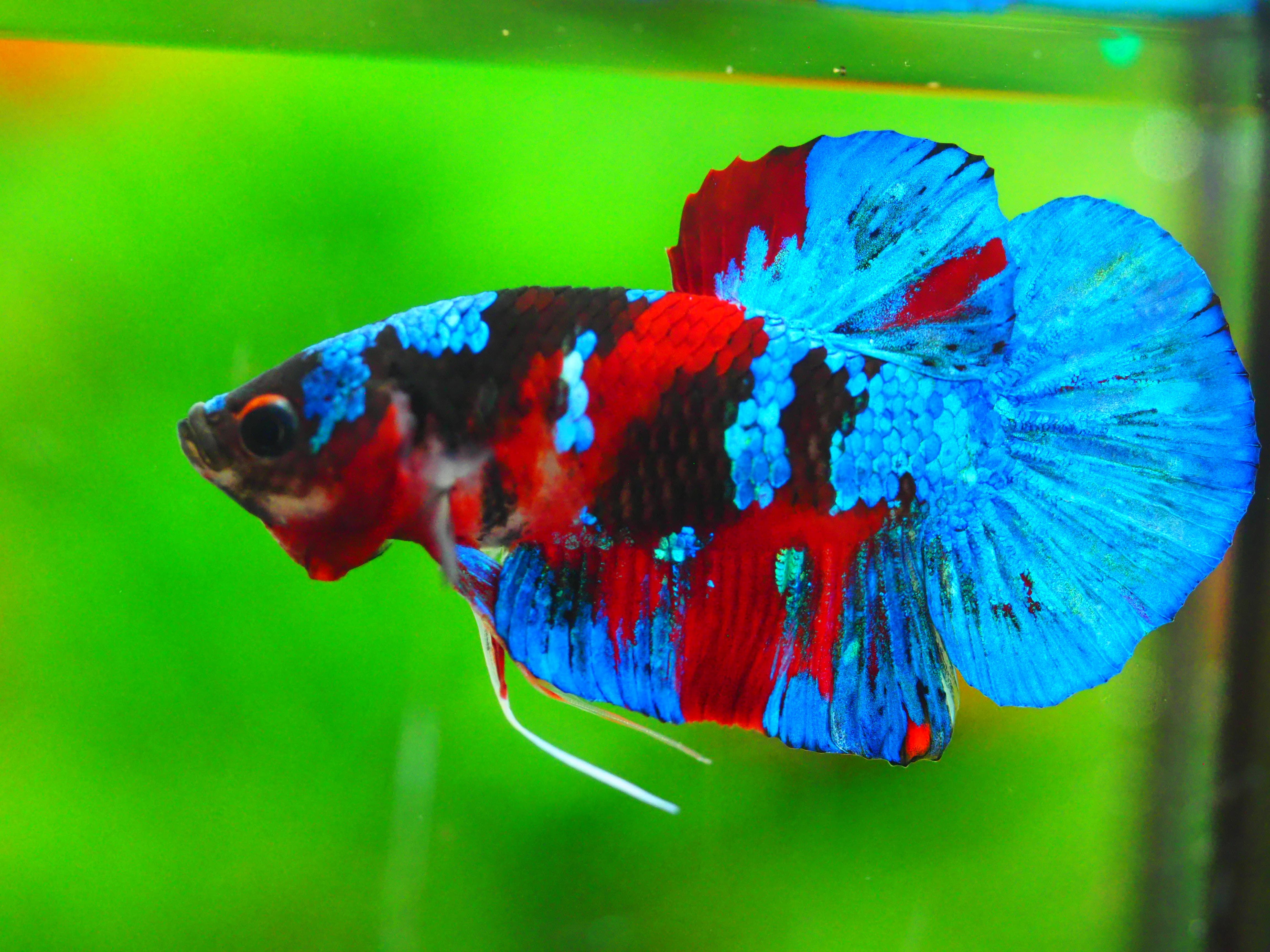 HMPK KOI GALAXY MALE GRADE A +++