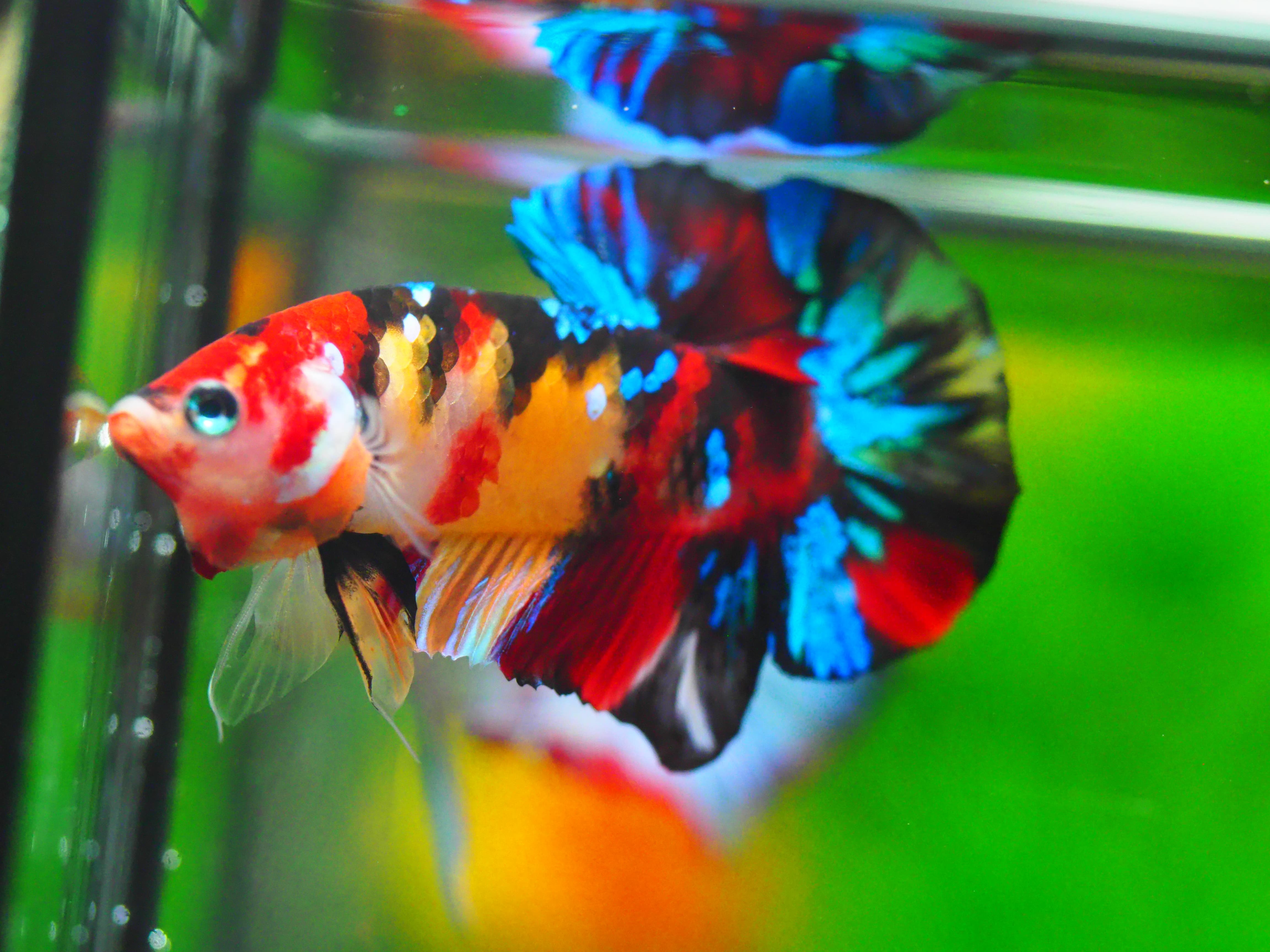 HMPK NEMO GALAXY MALE GRADE A +++