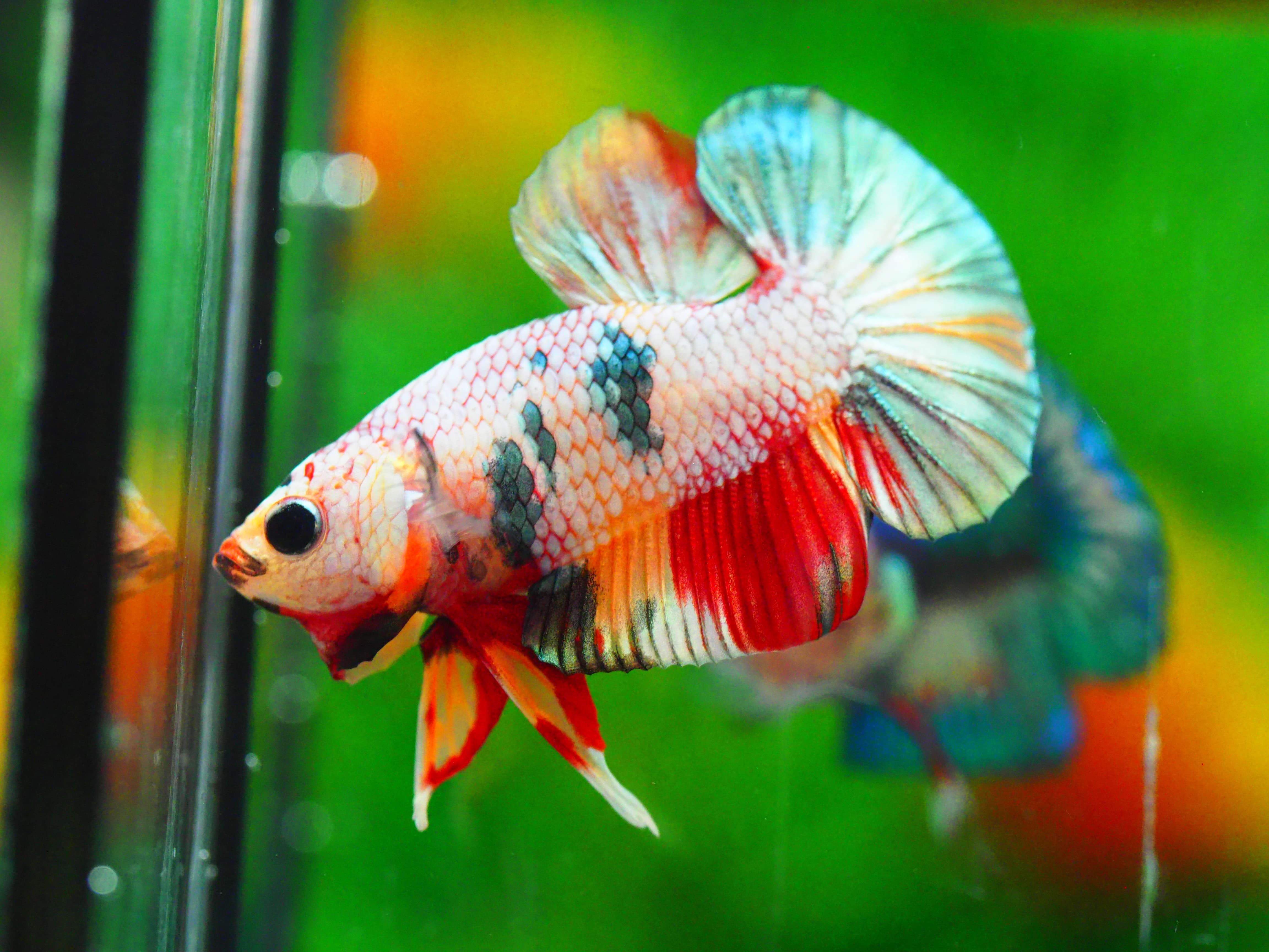 HMPK COPPERCFANCY MALE GRADE A +++